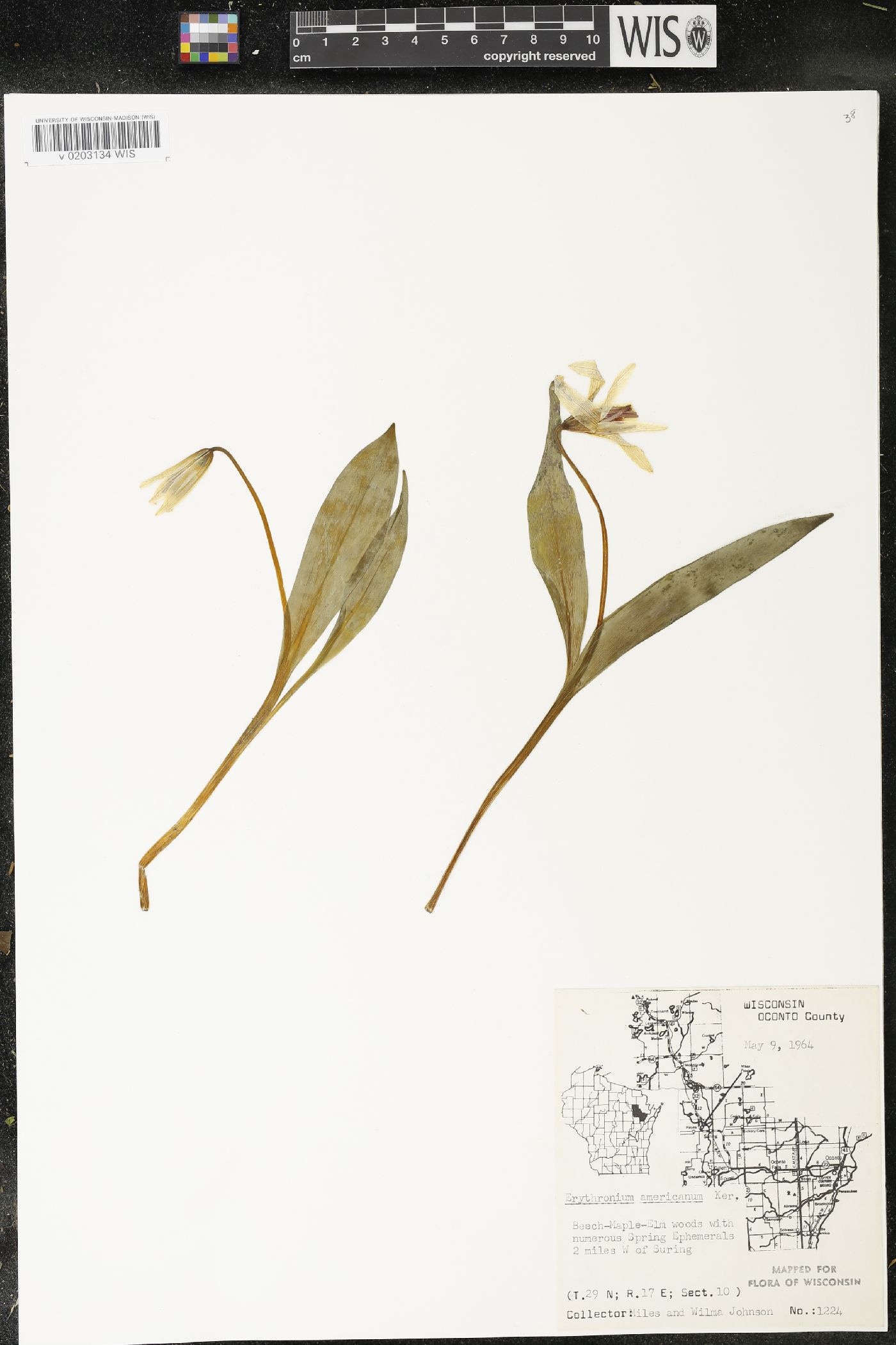 Erythronium americanum image