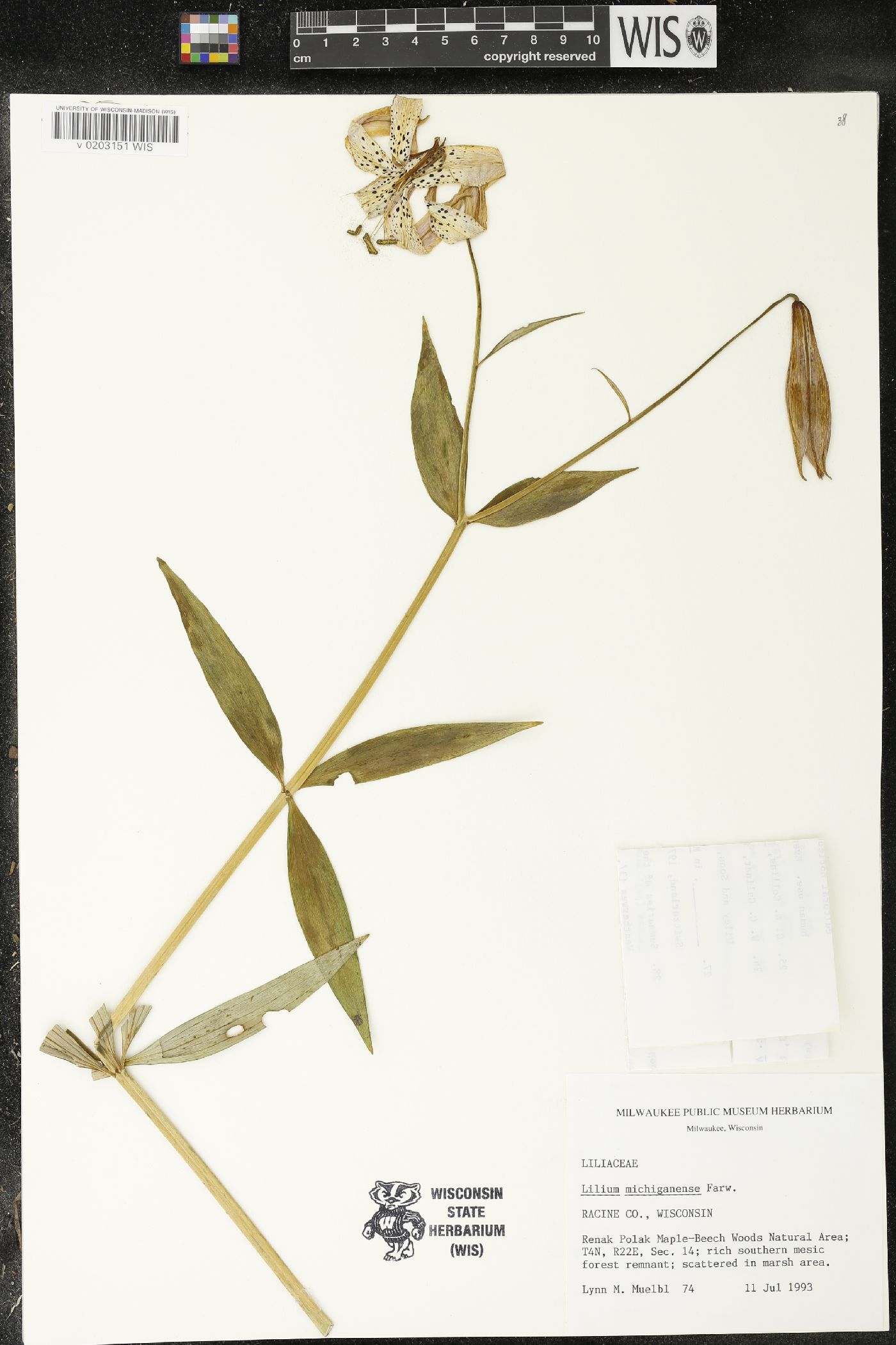 Lilium michiganense image
