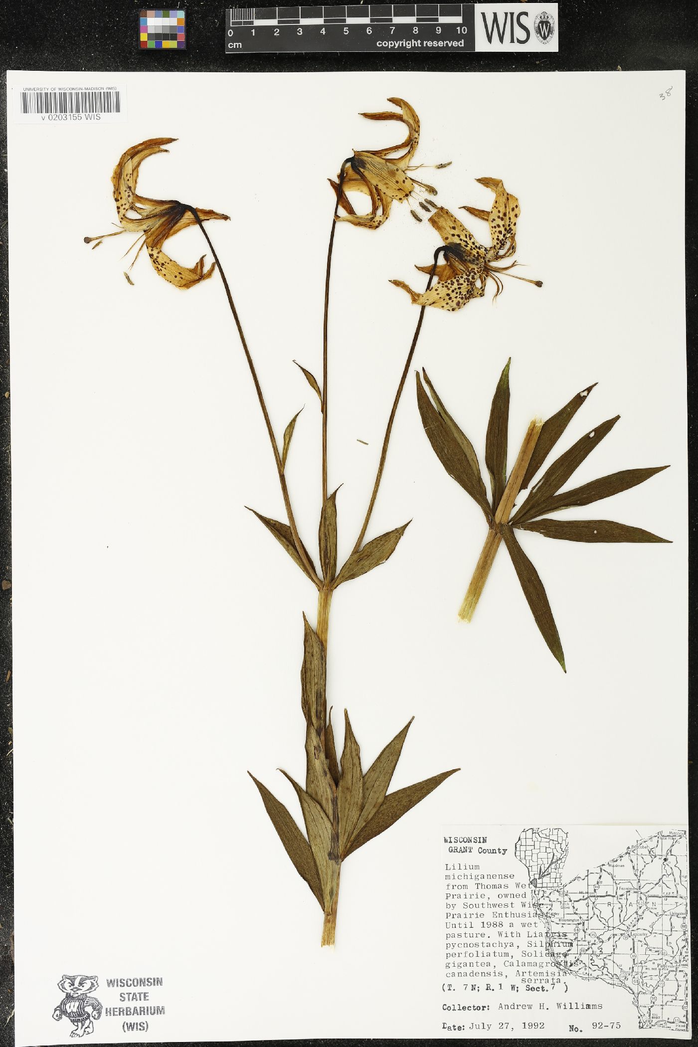 Lilium michiganense image