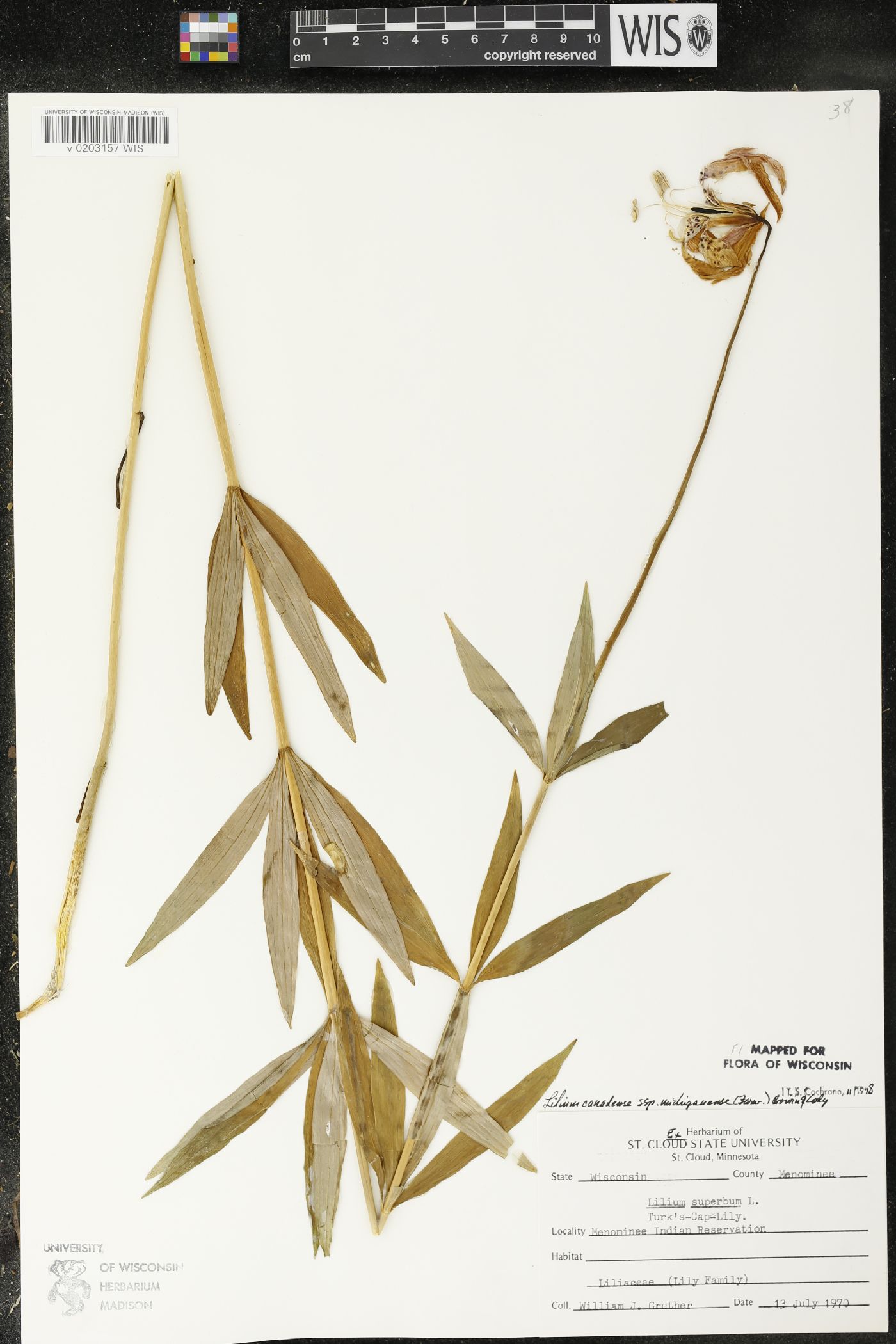 Lilium michiganense image