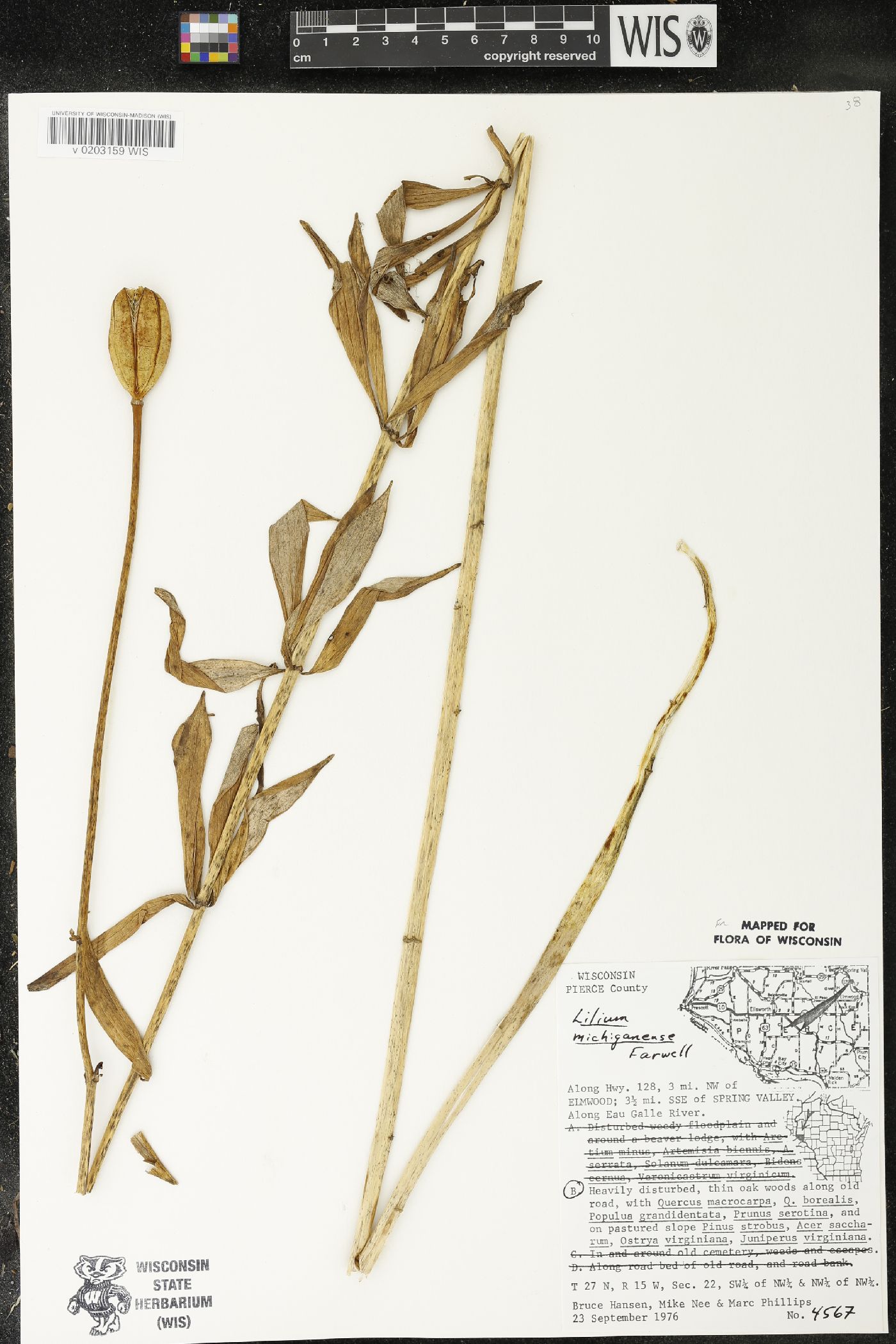 Lilium michiganense image