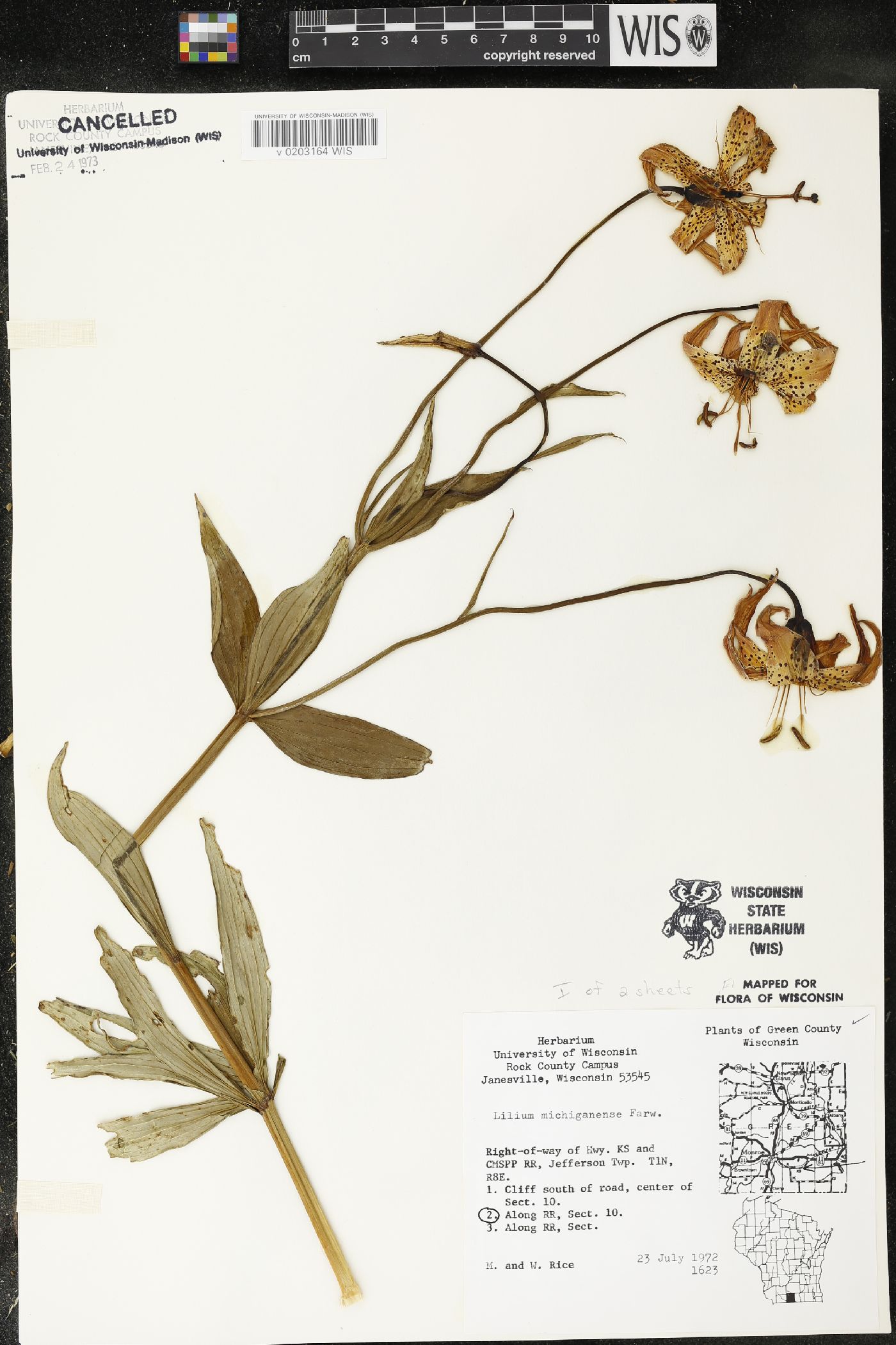 Lilium michiganense image