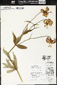 Lilium michiganense image