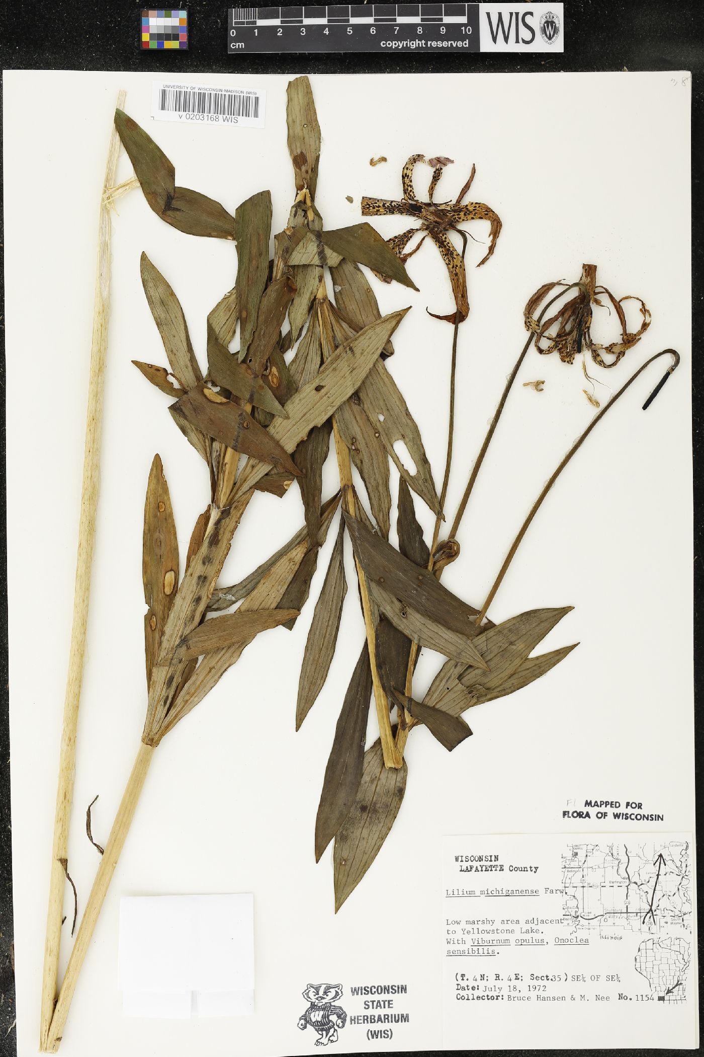 Lilium michiganense image