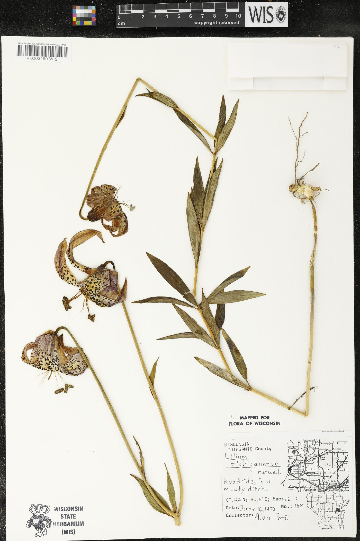 Lilium michiganense image