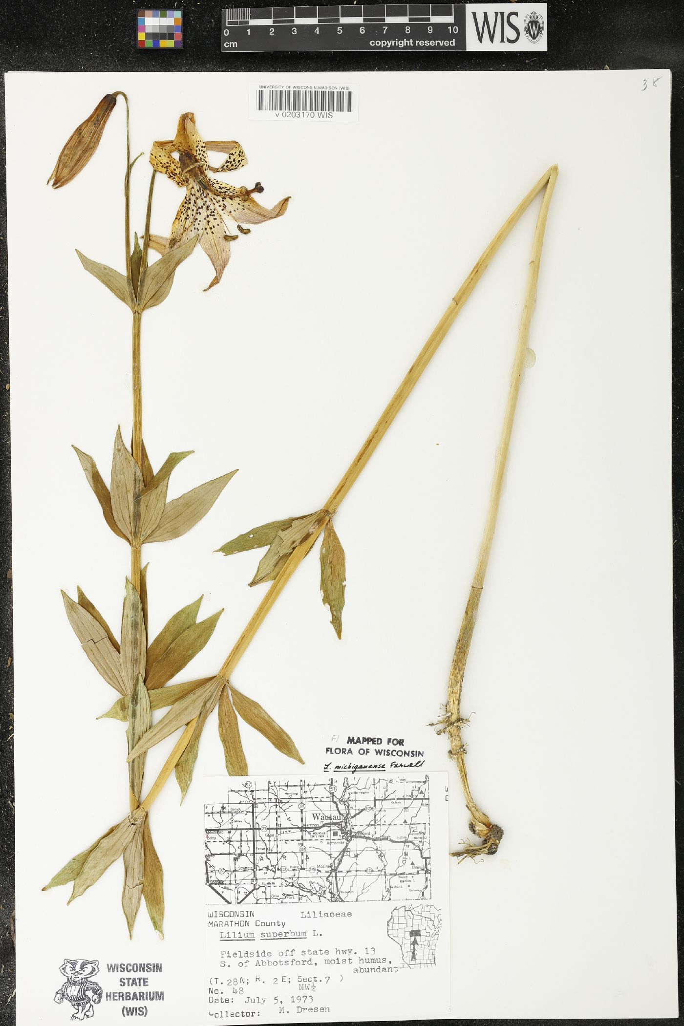 Lilium michiganense image