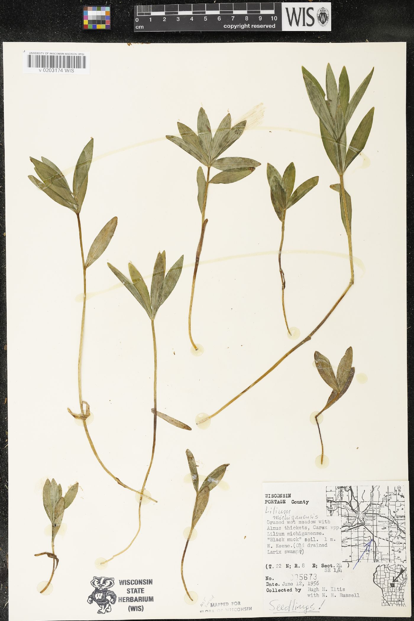 Lilium michiganense image