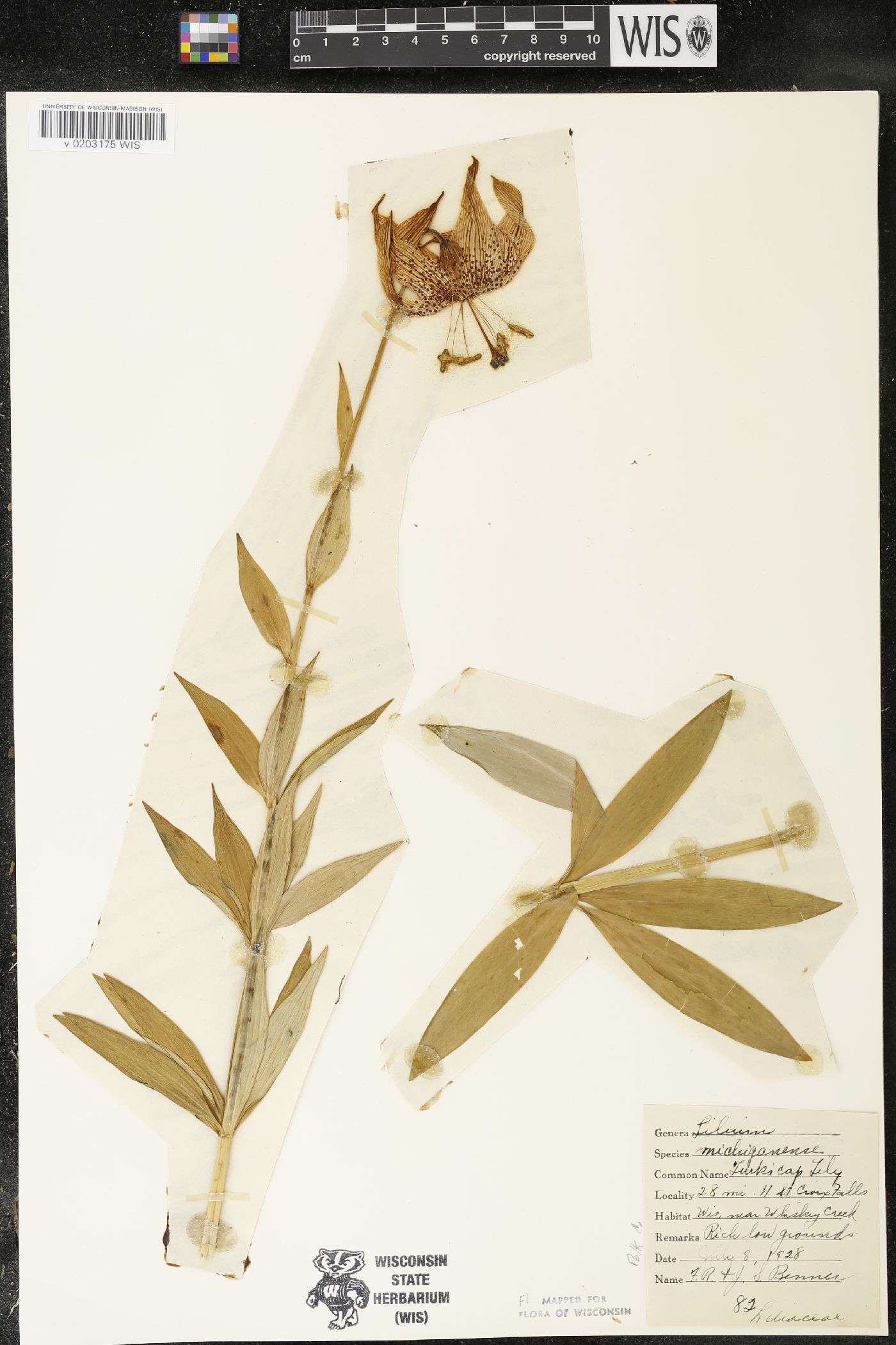Lilium michiganense image
