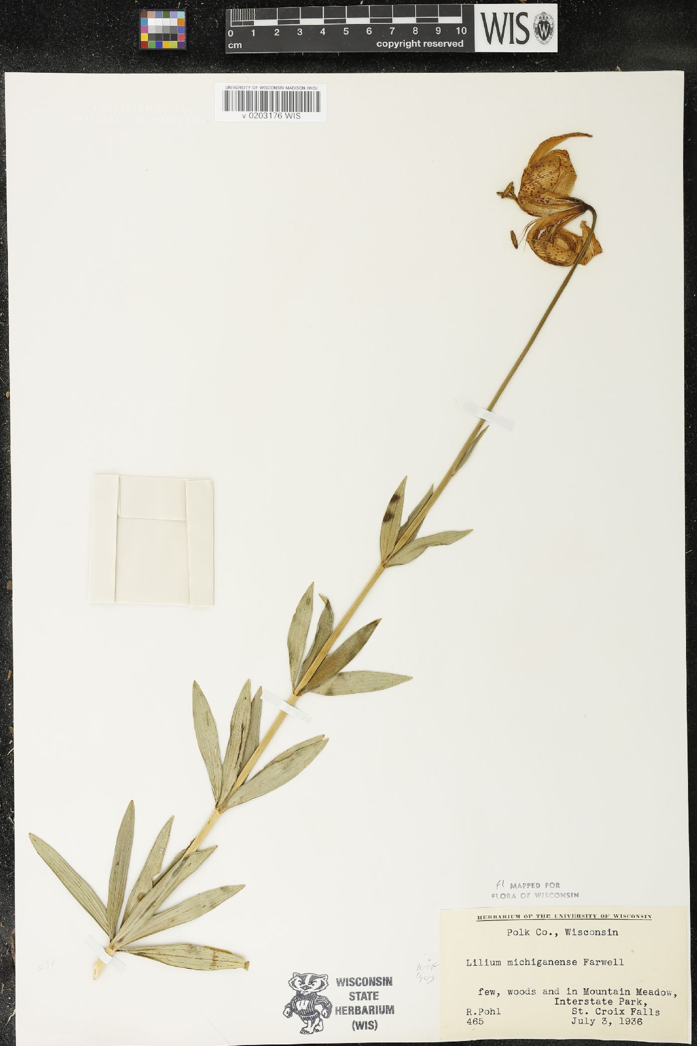 Lilium michiganense image
