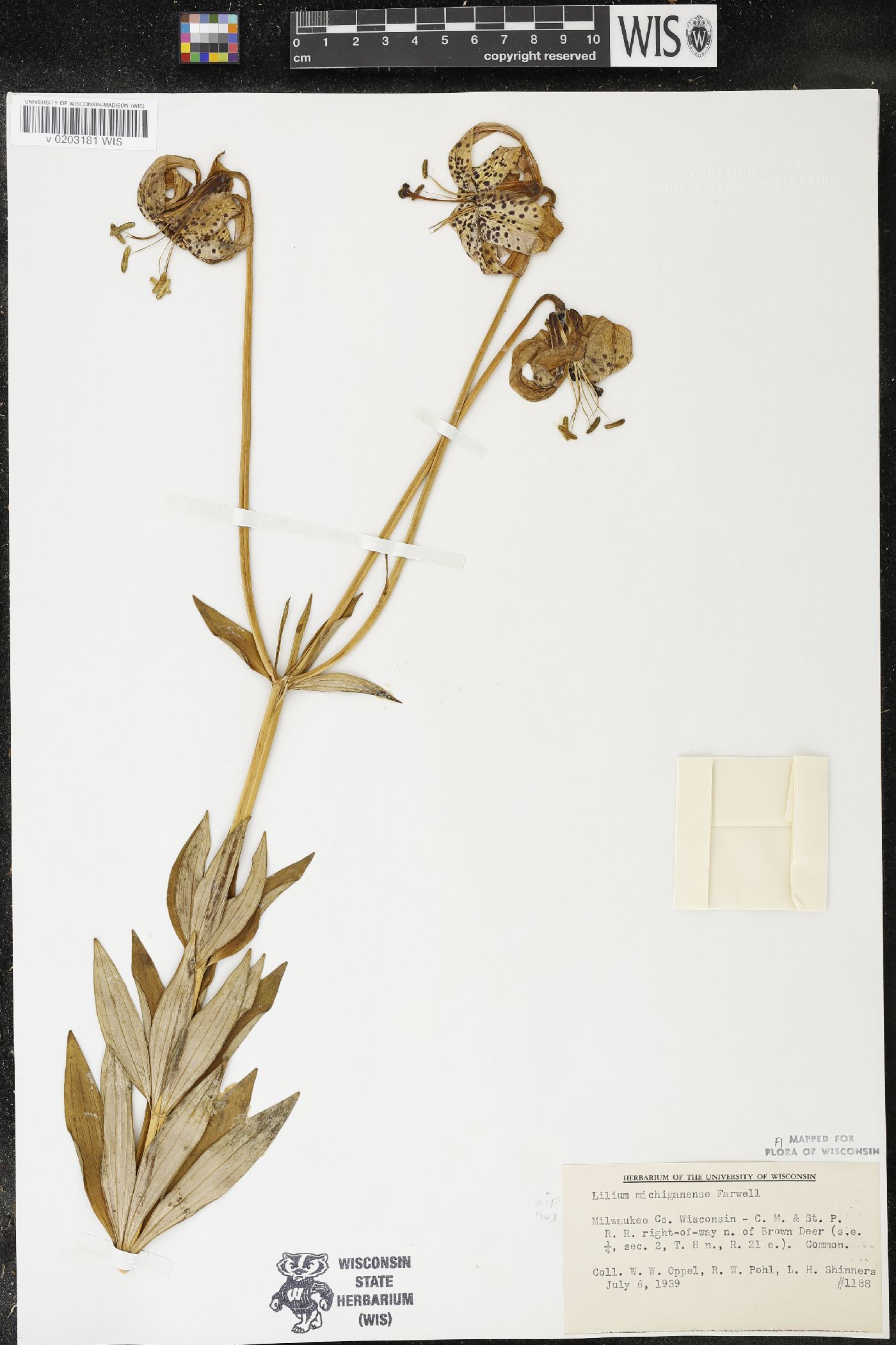 Lilium michiganense image