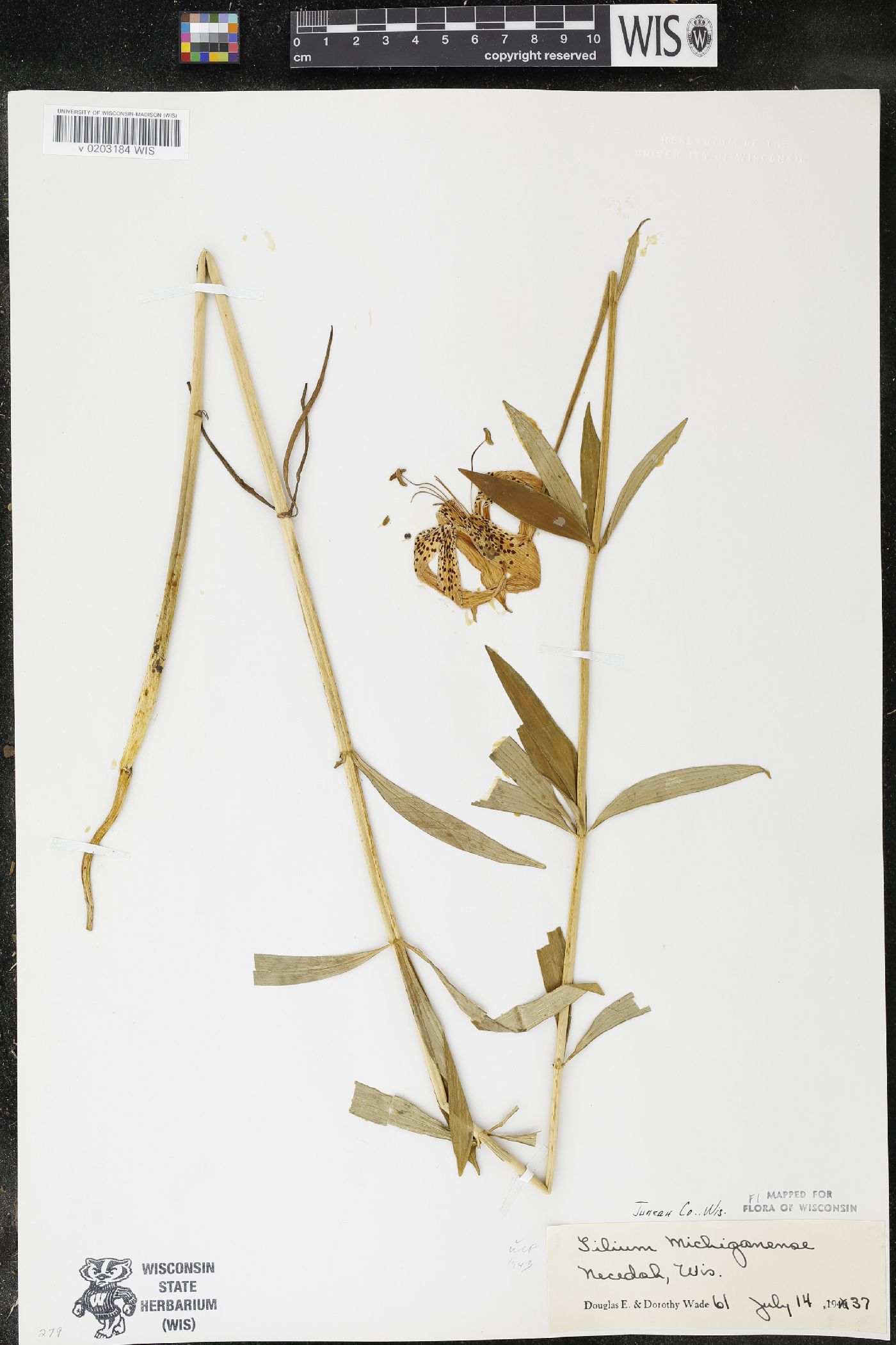 Lilium michiganense image