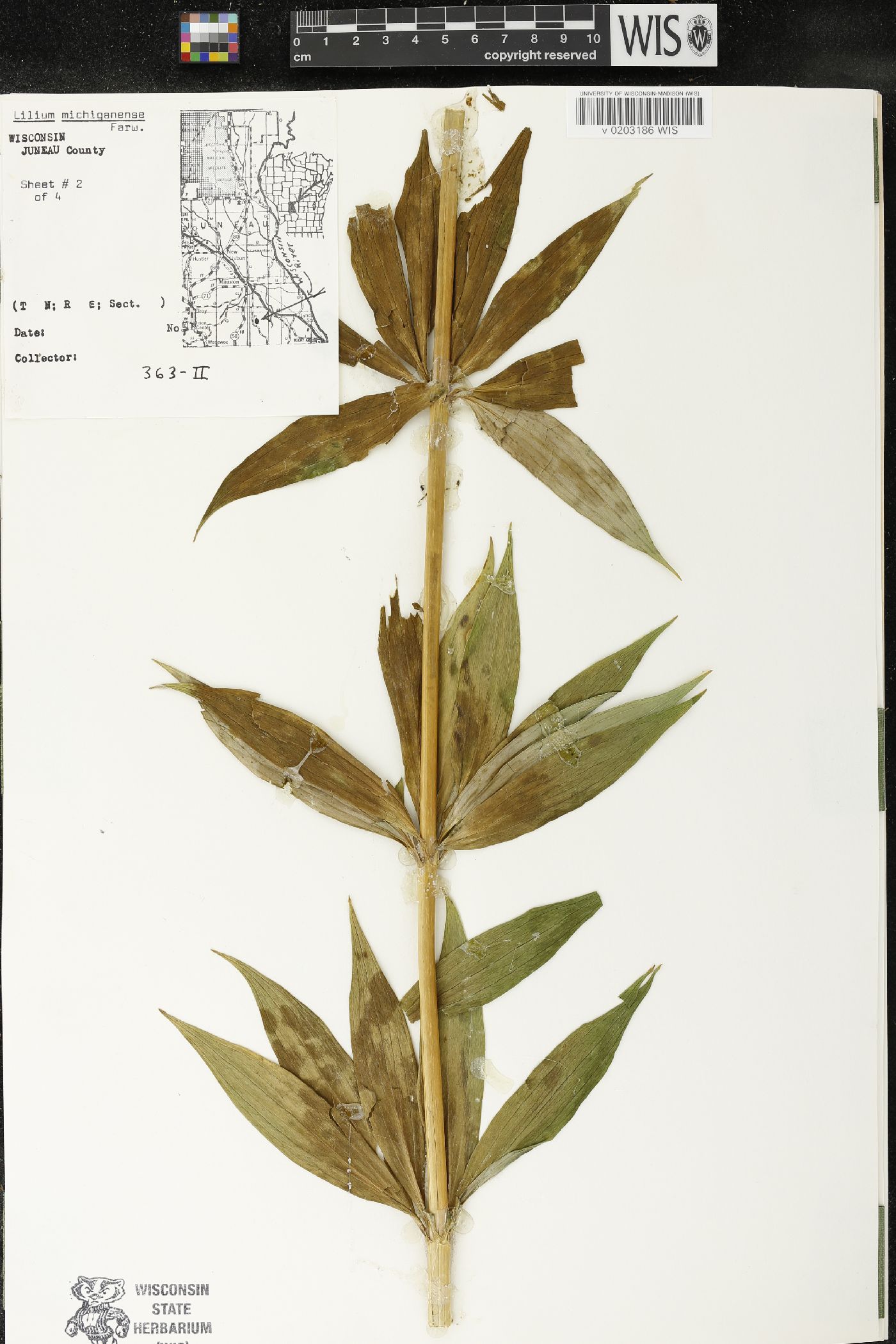 Lilium michiganense image