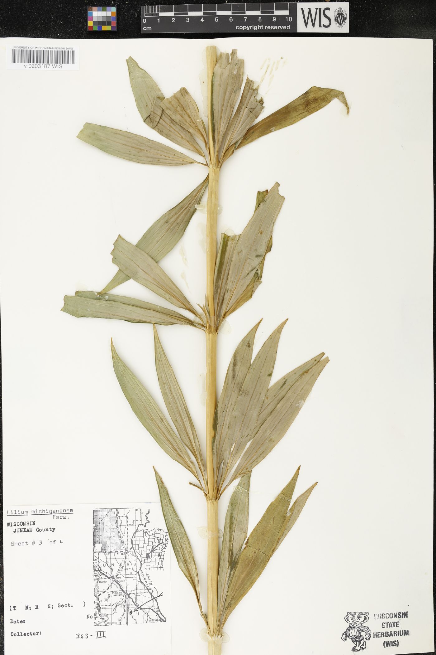 Lilium michiganense image