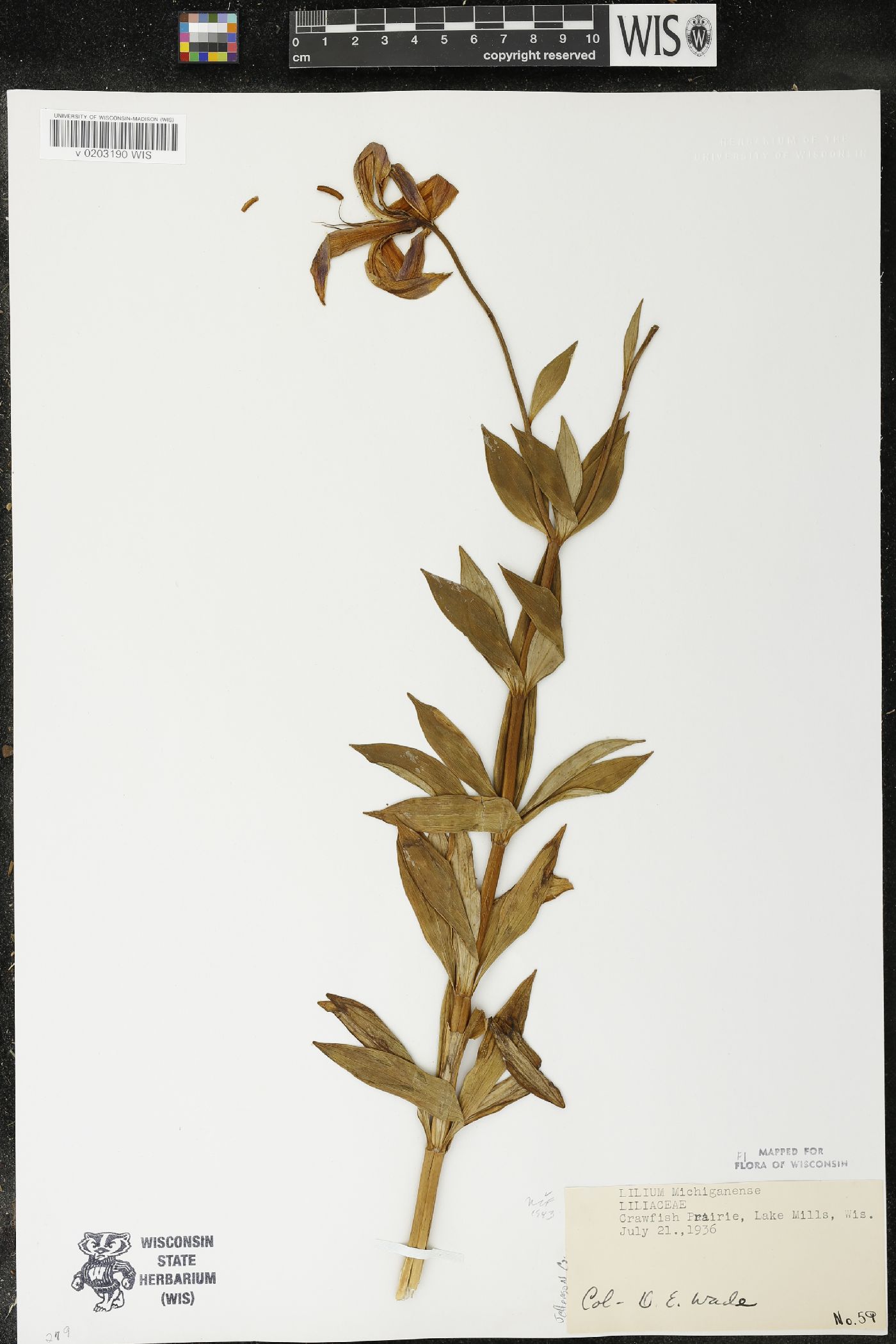 Lilium michiganense image