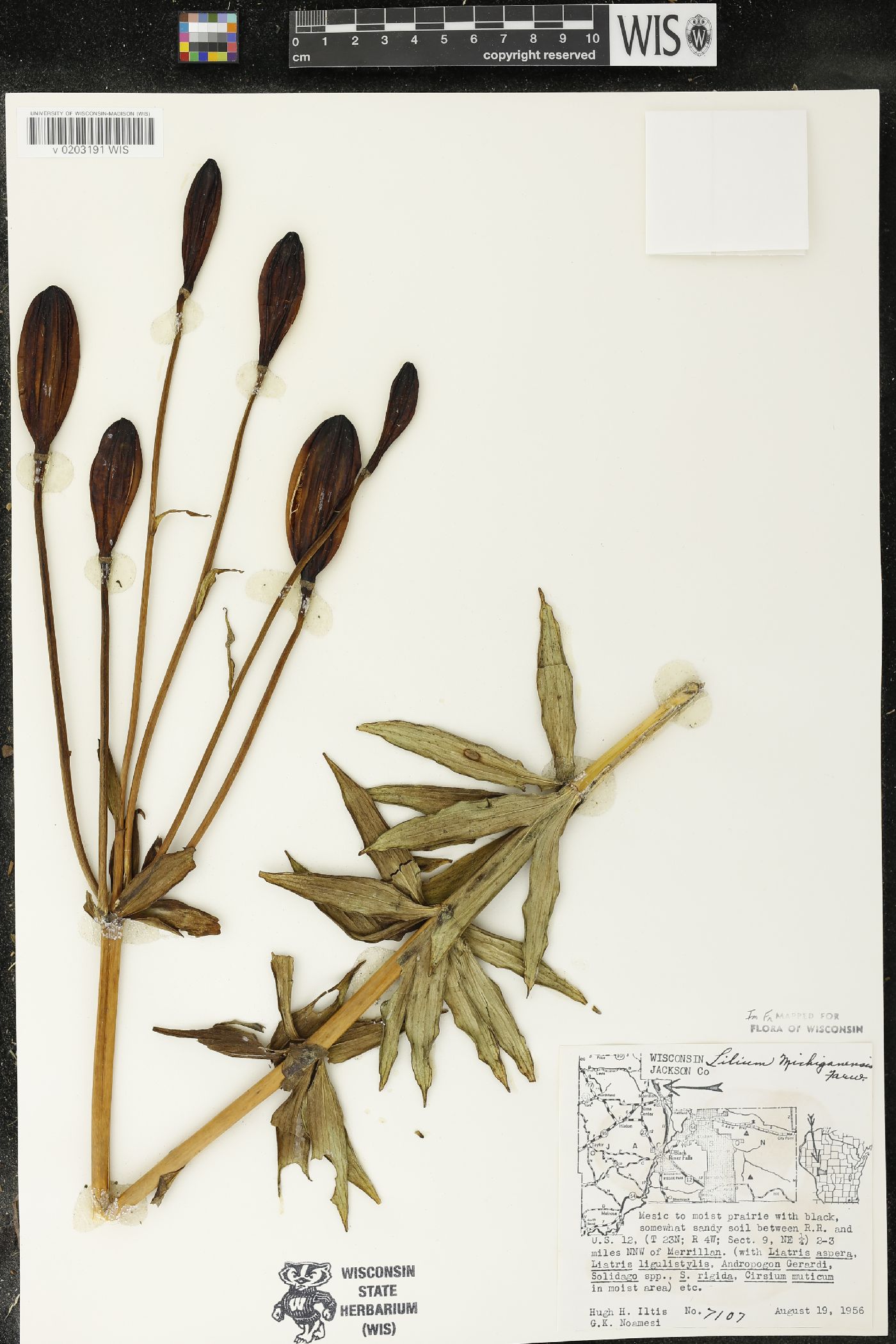 Lilium michiganense image