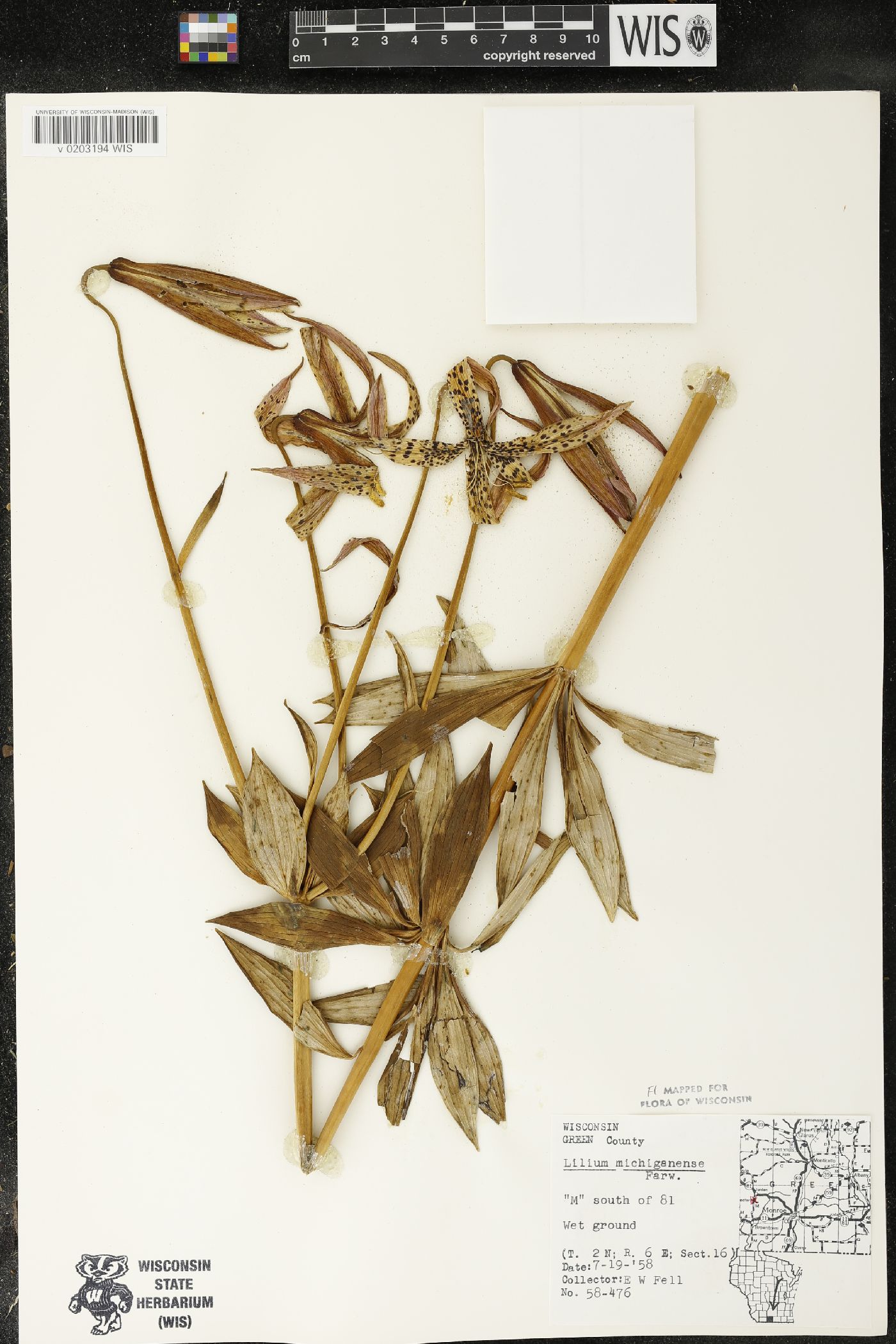Lilium michiganense image