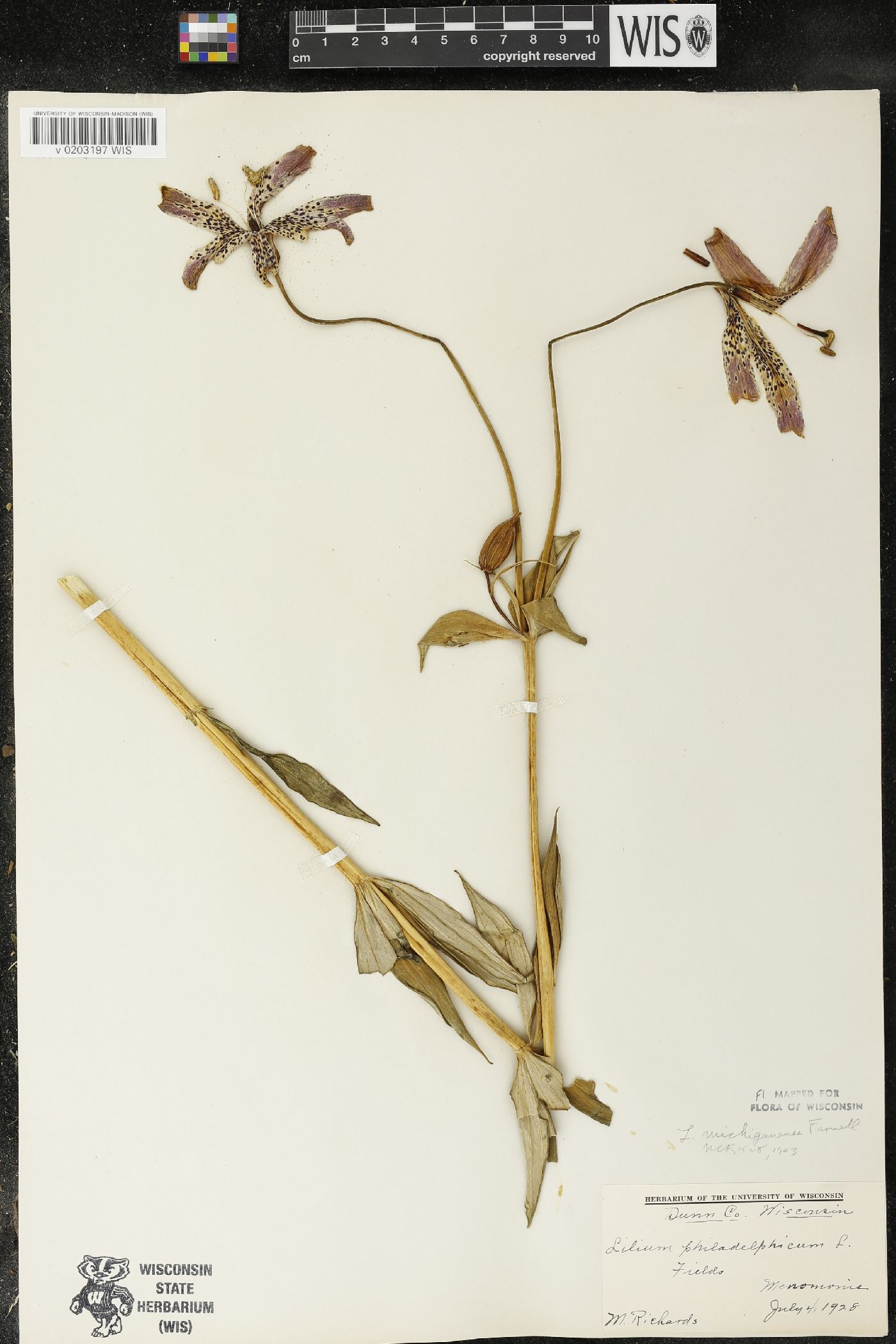 Lilium michiganense image