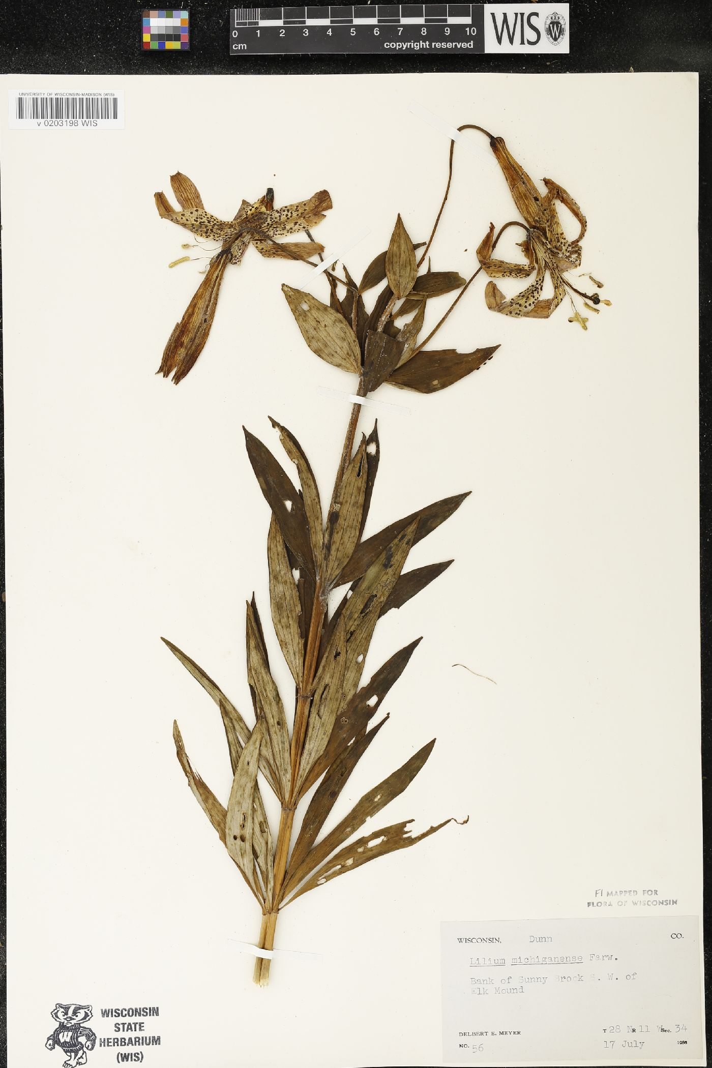 Lilium michiganense image