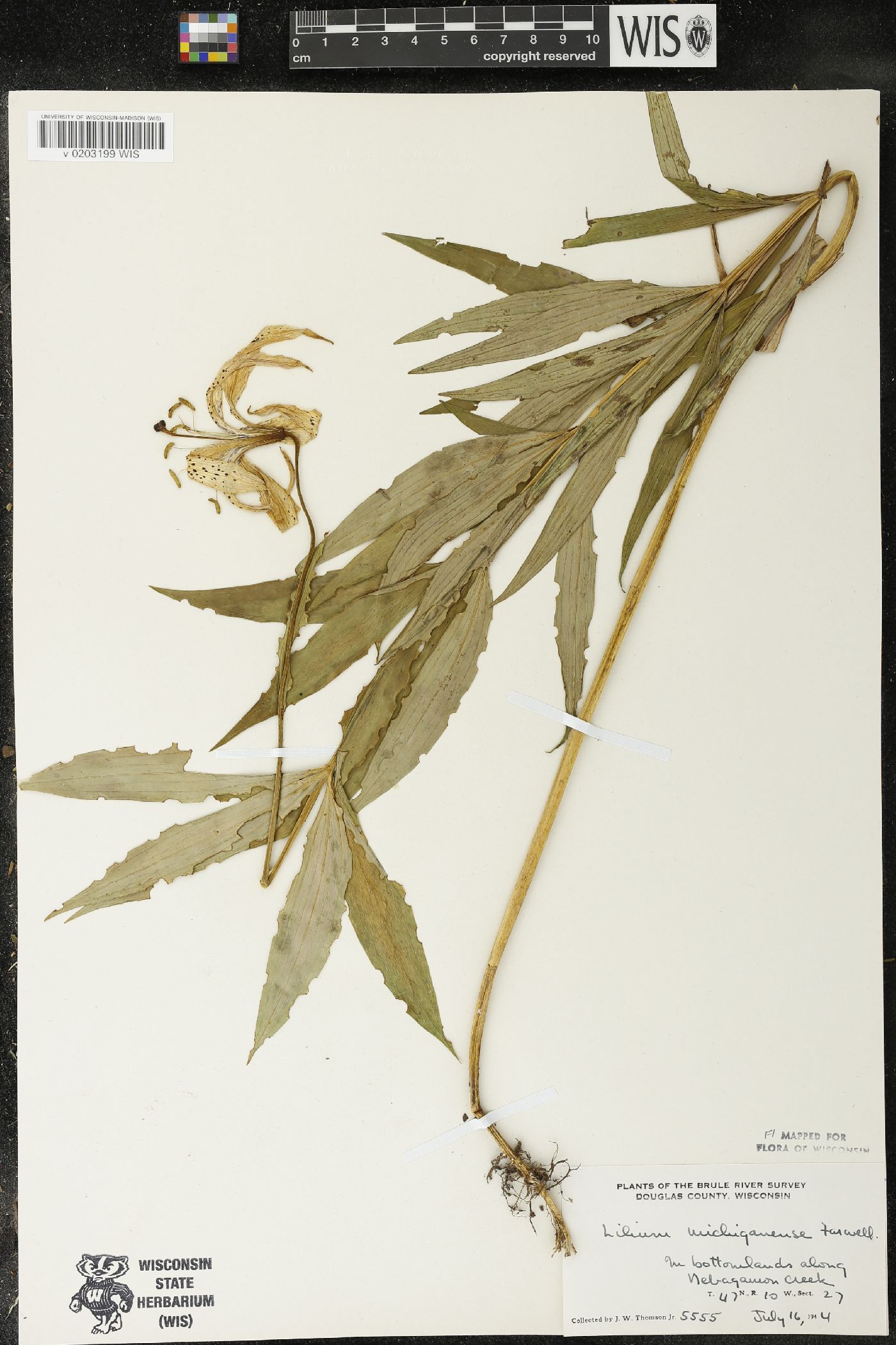 Lilium michiganense image