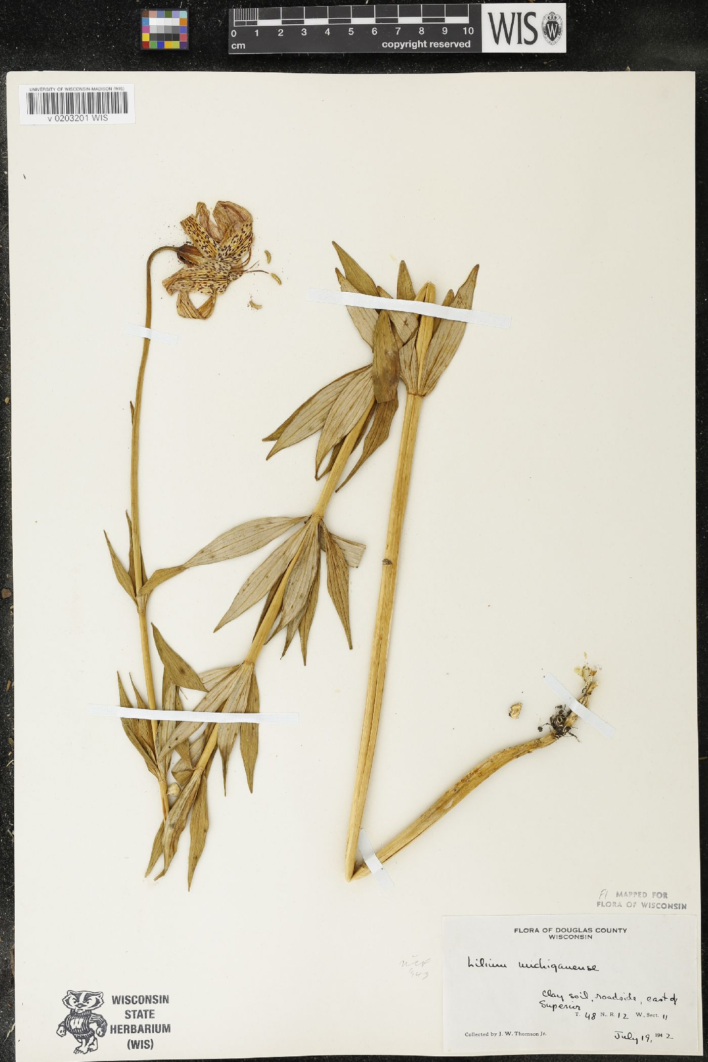 Lilium michiganense image
