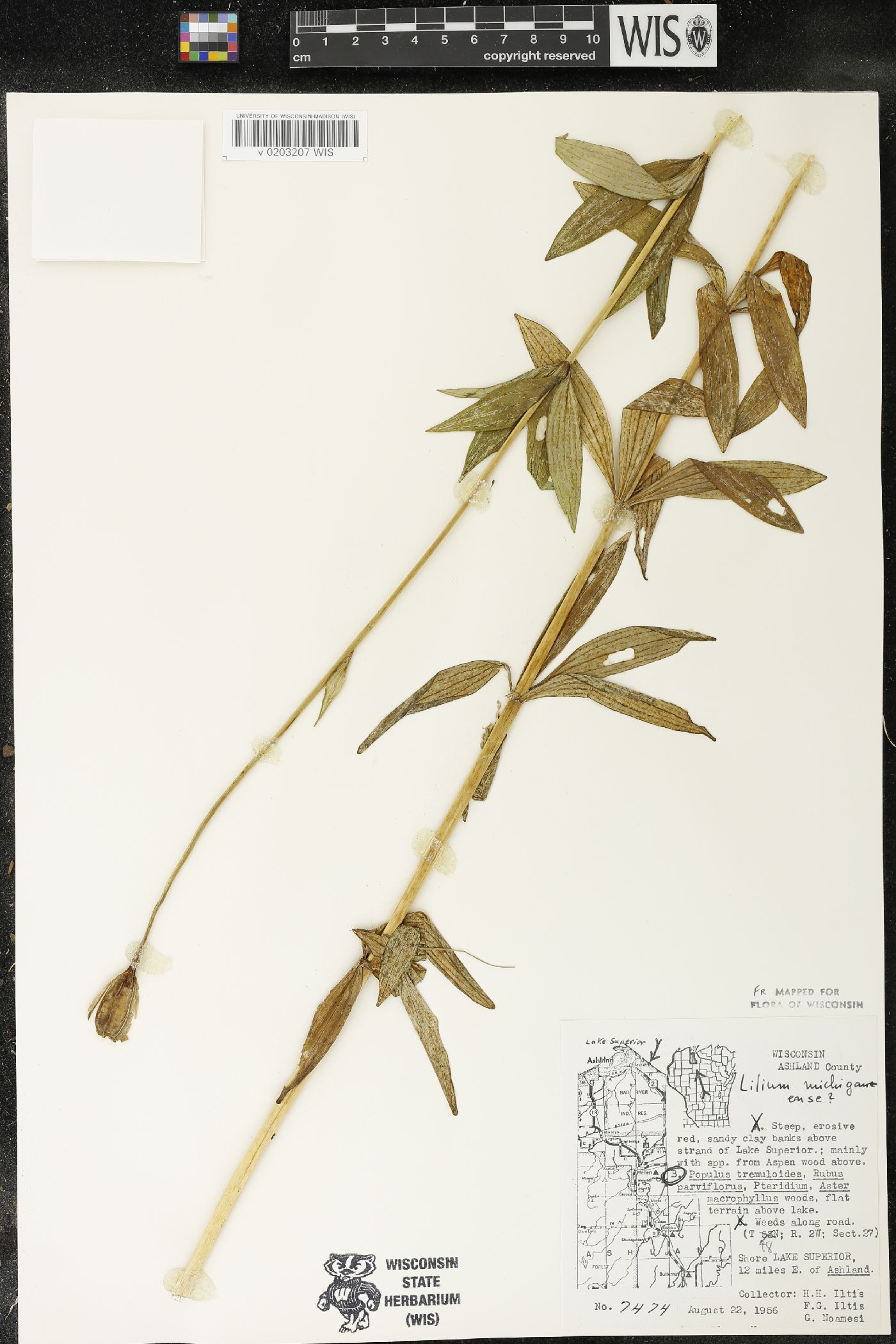 Lilium michiganense image