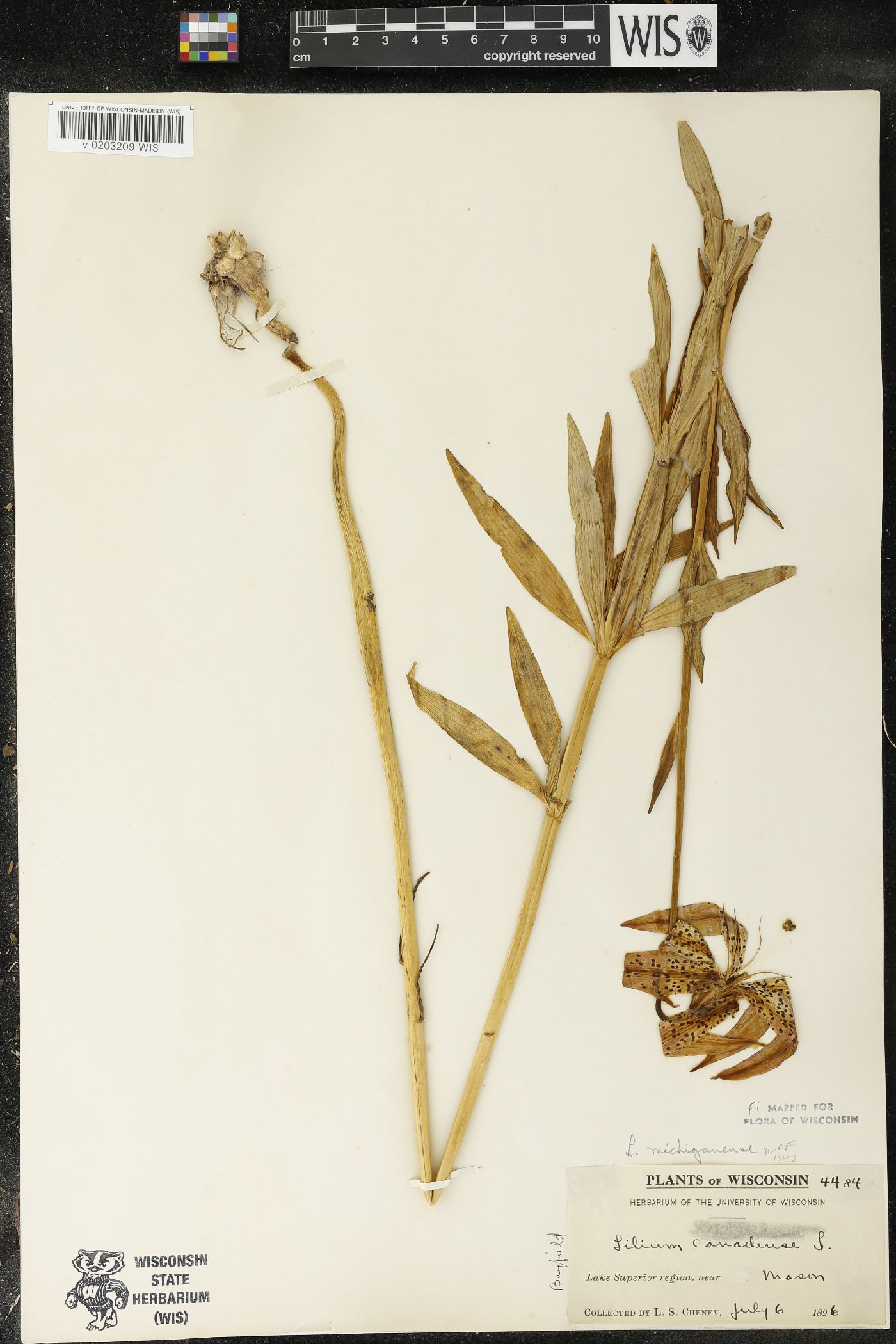 Lilium michiganense image