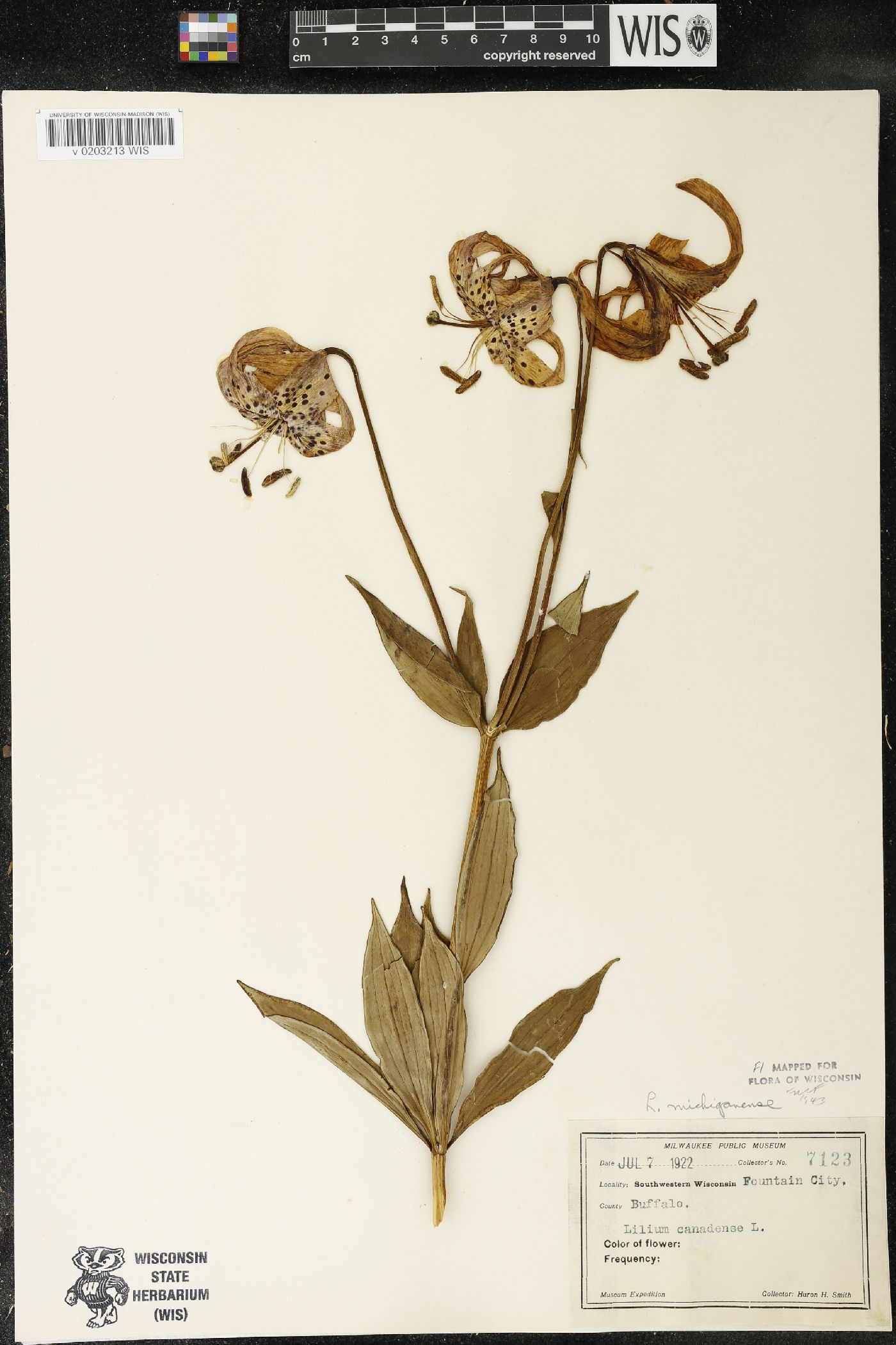 Lilium michiganense image