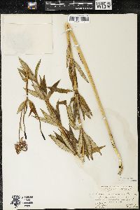 Lilium michiganense image