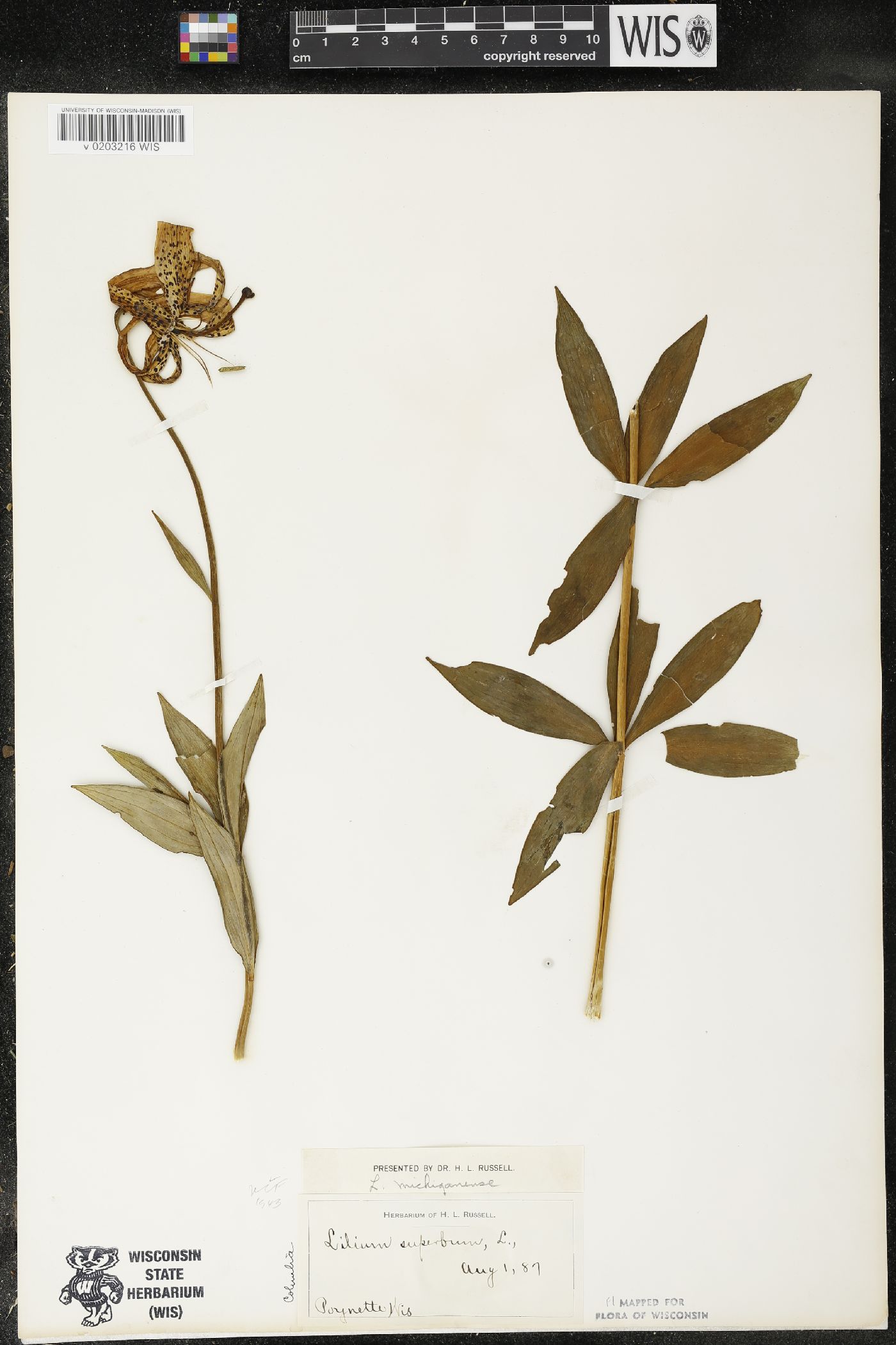 Lilium michiganense image