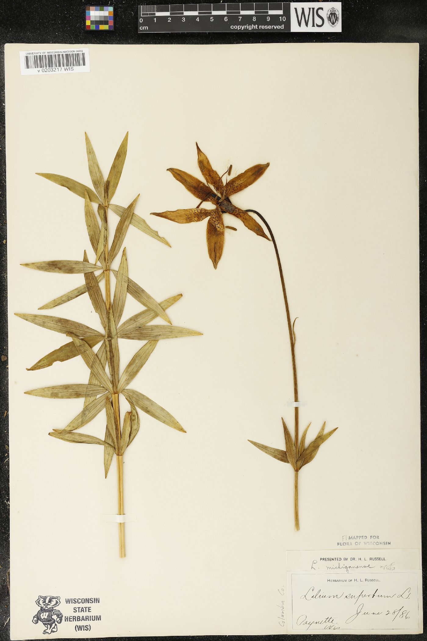 Lilium michiganense image