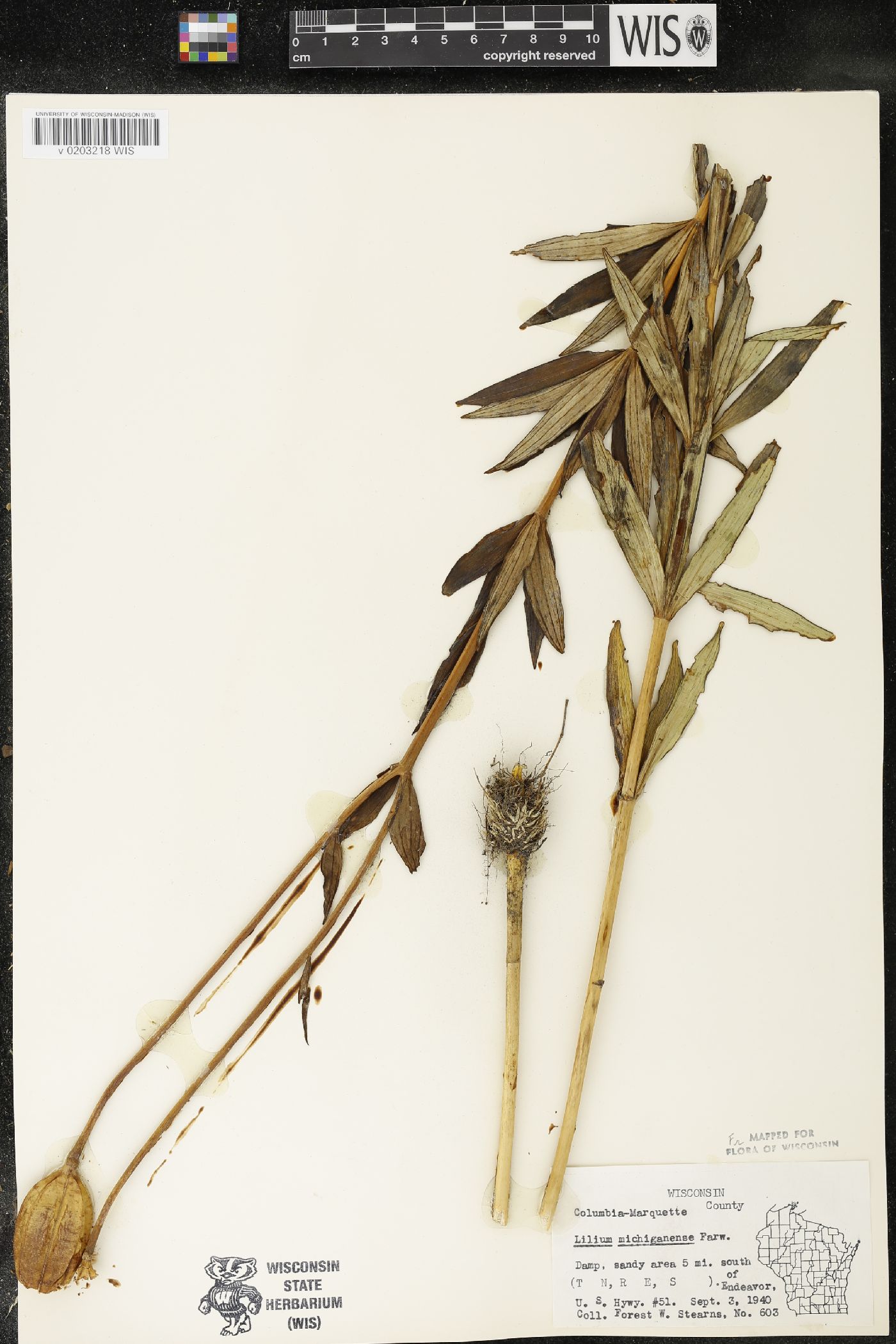 Lilium michiganense image
