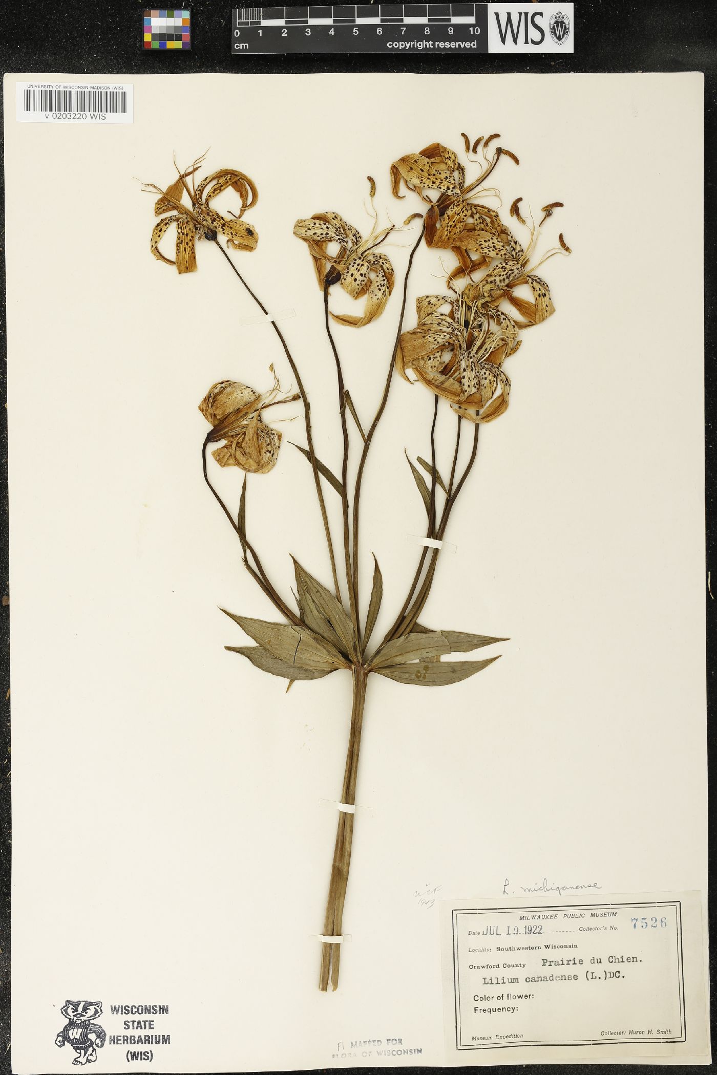 Lilium michiganense image