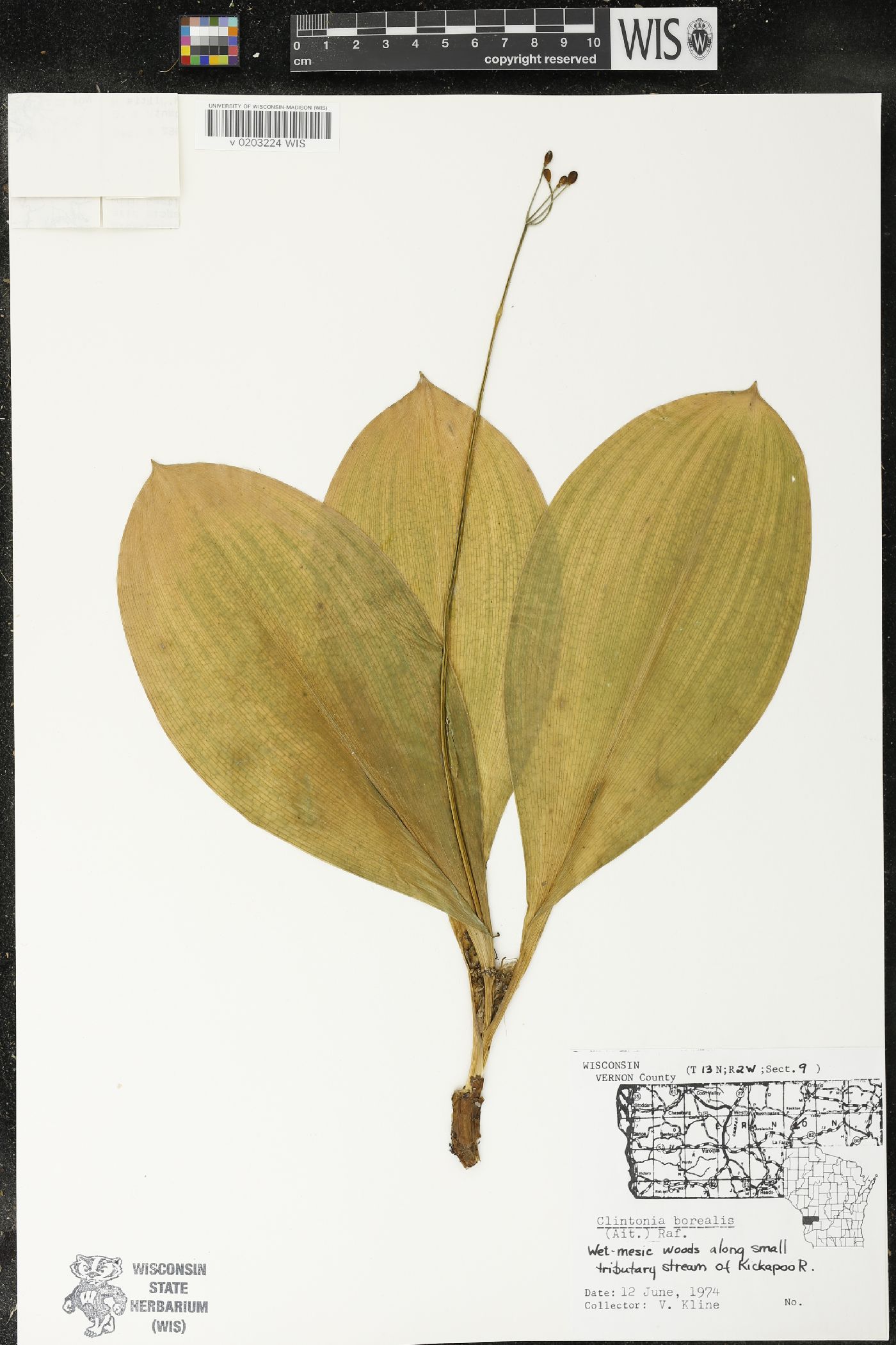 Clintonia borealis image