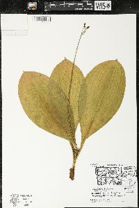 Clintonia borealis image