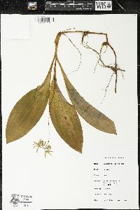 Clintonia borealis image