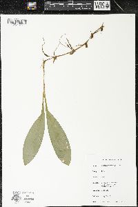 Clintonia borealis image