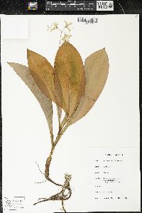 Clintonia borealis image