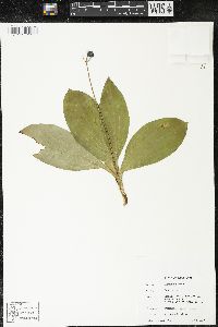 Clintonia borealis image