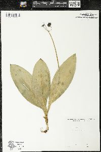 Clintonia borealis image