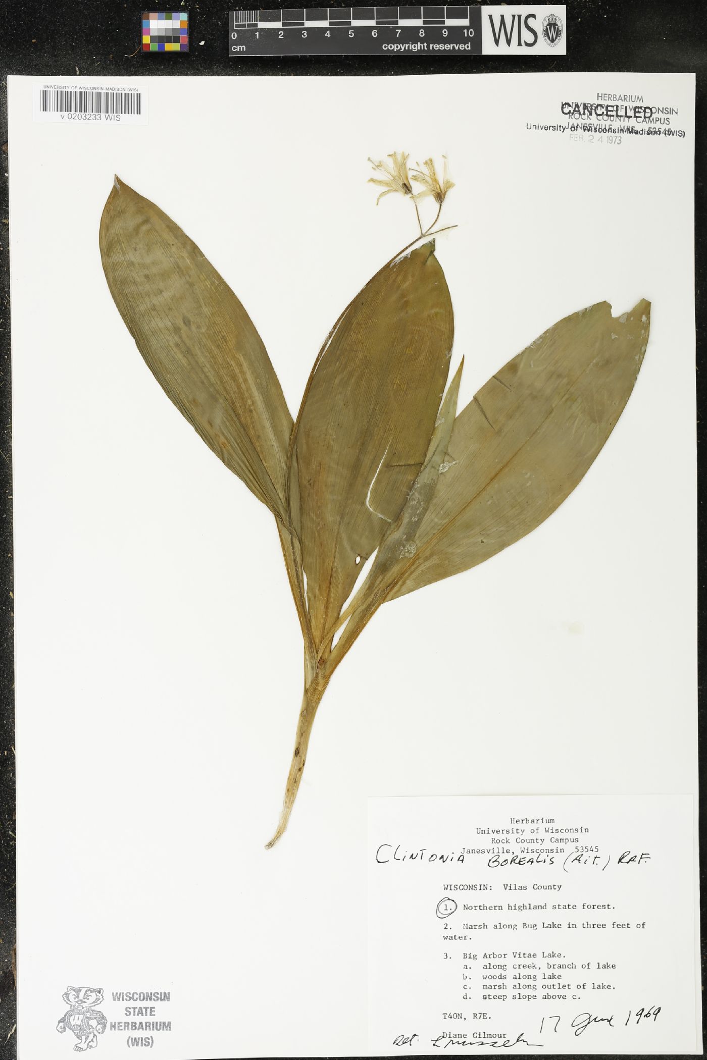 Clintonia borealis image