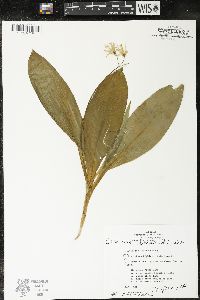 Clintonia borealis image