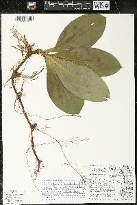 Clintonia borealis image
