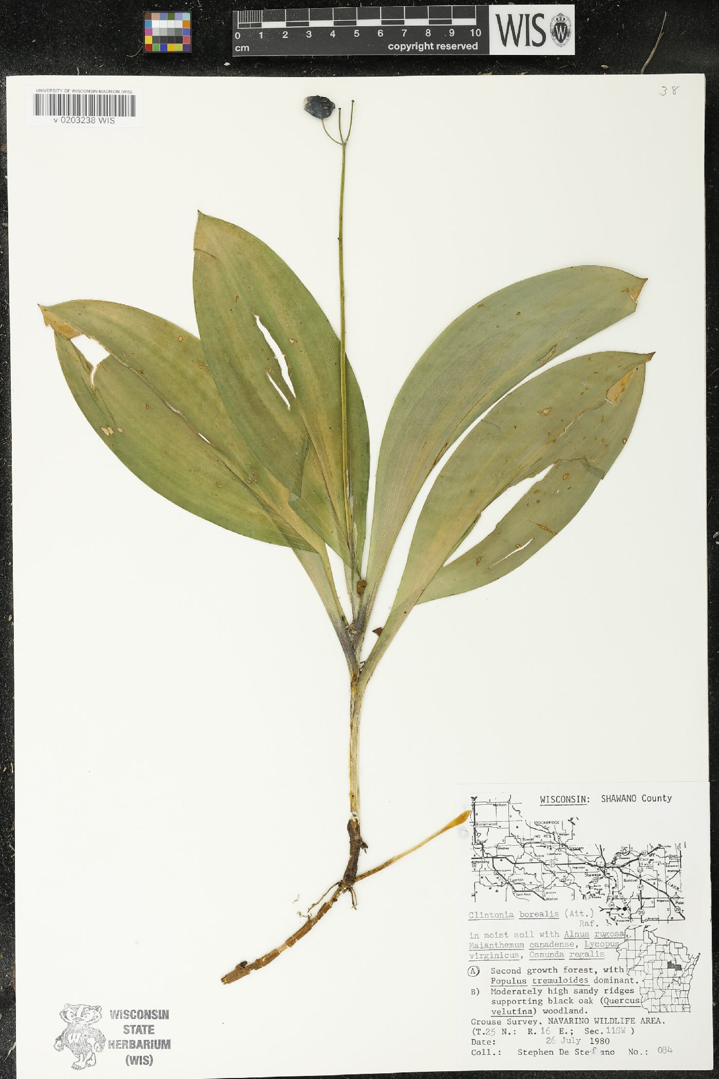 Clintonia borealis image