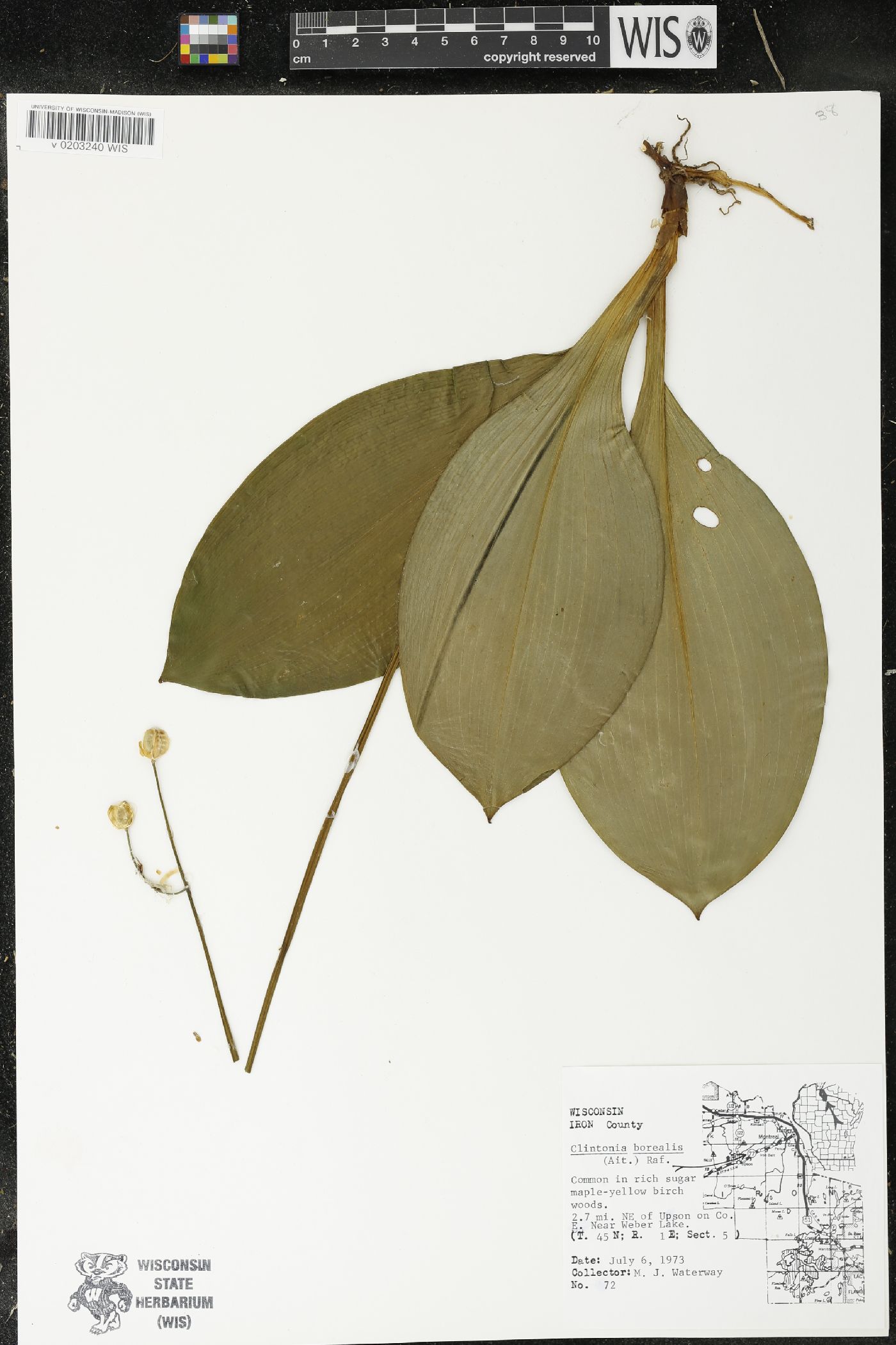 Clintonia borealis image