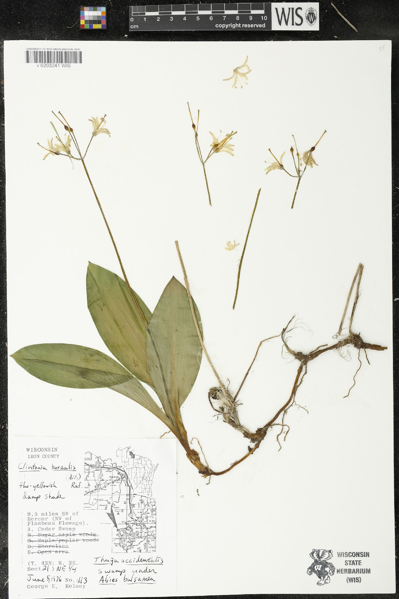 Clintonia borealis image