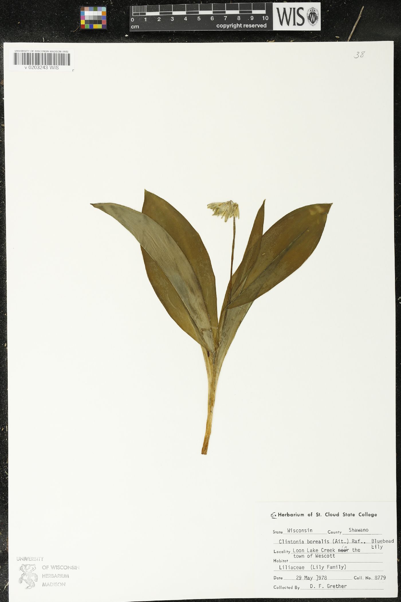 Clintonia borealis image