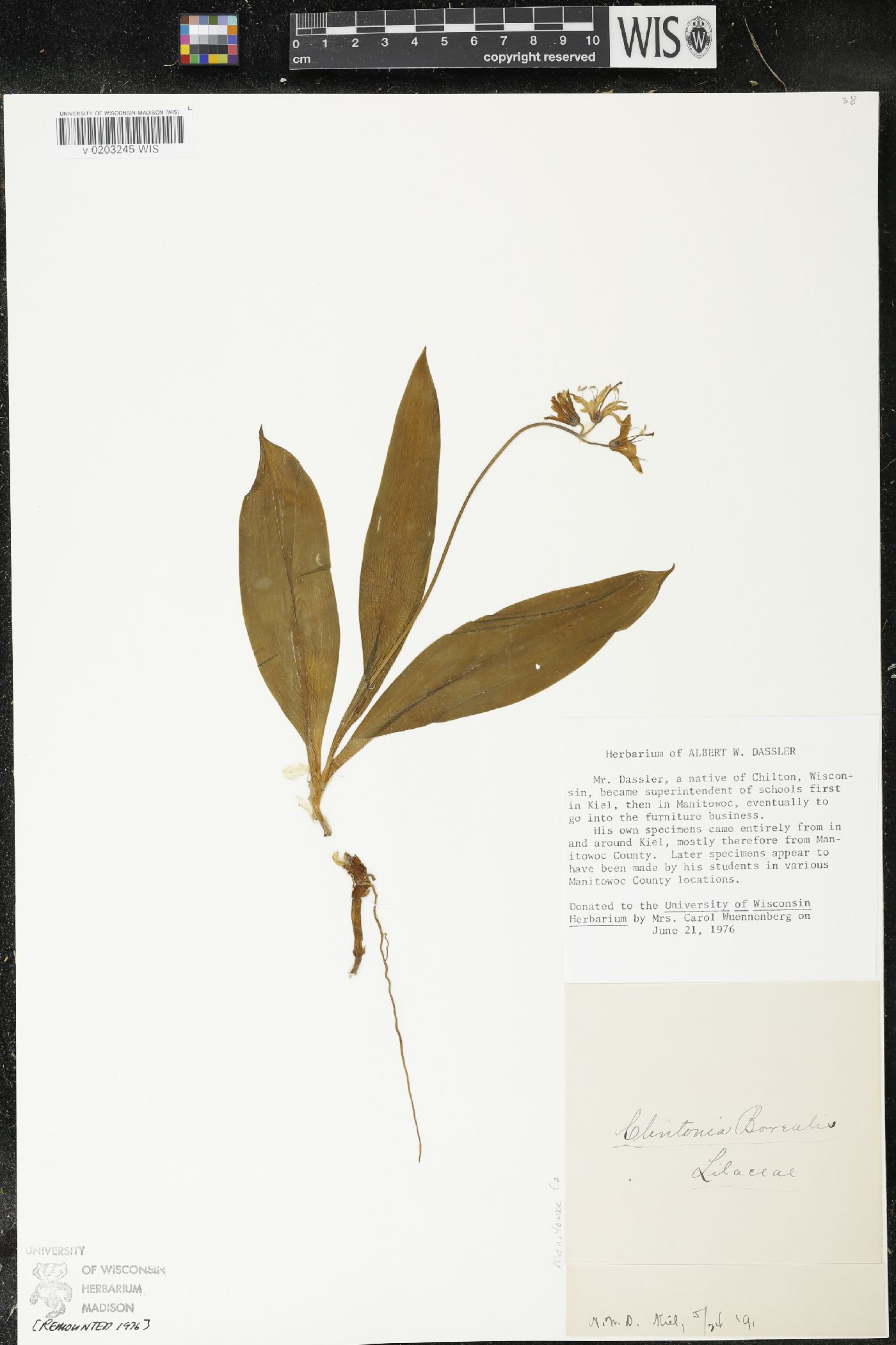 Clintonia borealis image