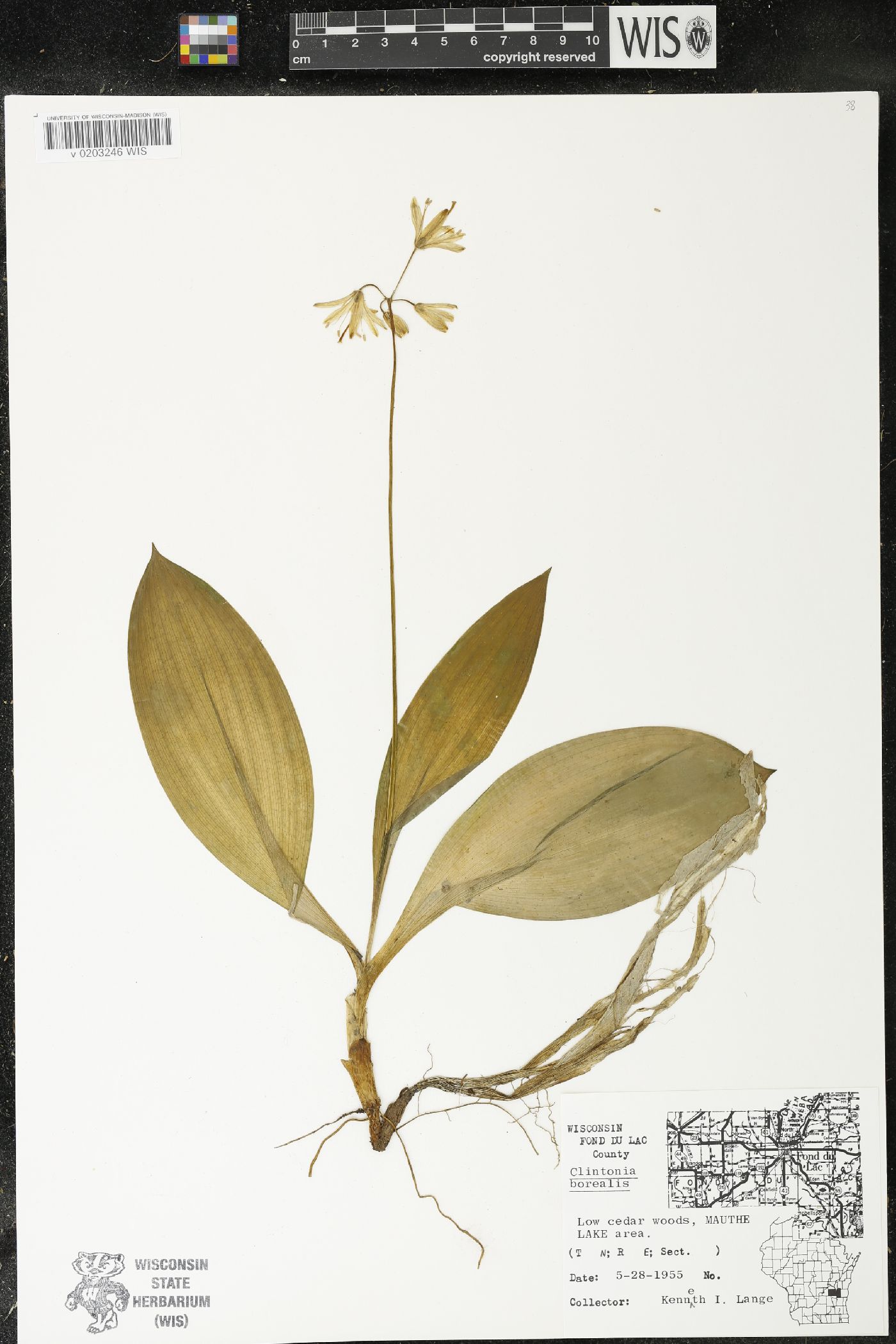 Clintonia borealis image