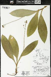Clintonia borealis image