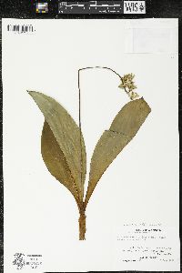 Clintonia borealis image
